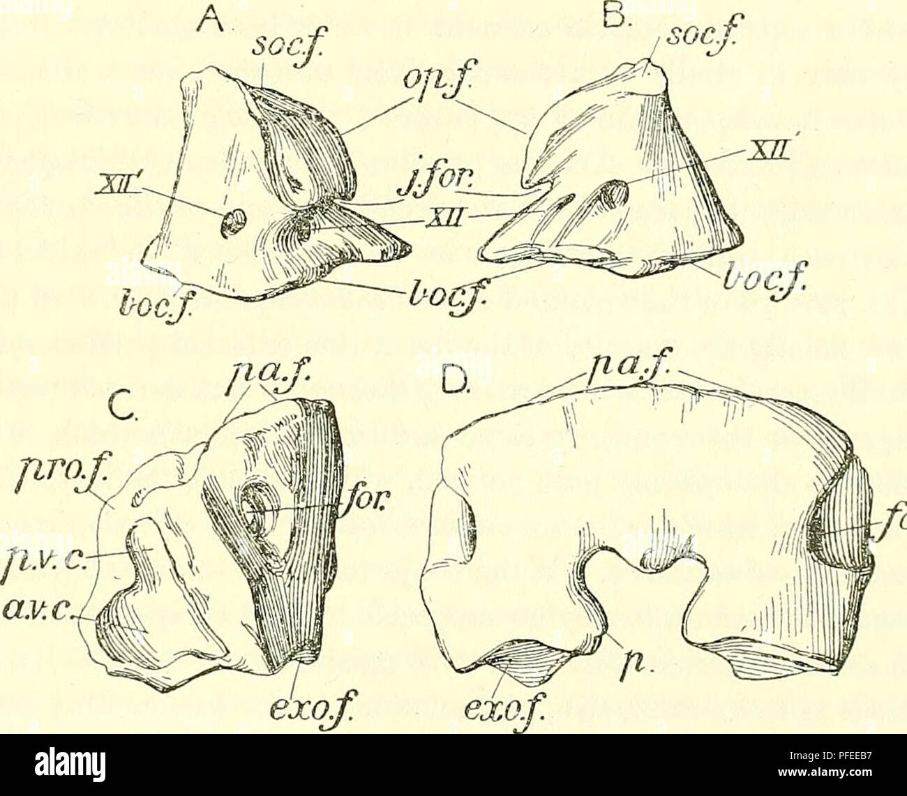 . A descriptive catalogue of the marine reptiles of the Oxford clay. Based on the Leeds Collection in the British Museum (Natural History), London ... Reptiles, Fossil. OPHTnALMOSAUEUS. exoccipital is short and strongly concave from above downwards—in fact, forming merely a deep groove, in the middle of which is the outer opening of the anterior hypoglossal foramen (XII) above noticed, while anteriorly it passes into the border of the jugular notch. The upper end bears two facets, one roughly triangular and slightly convex for union with the supraoccipital; this surface looks directly upwards. Stock Photo