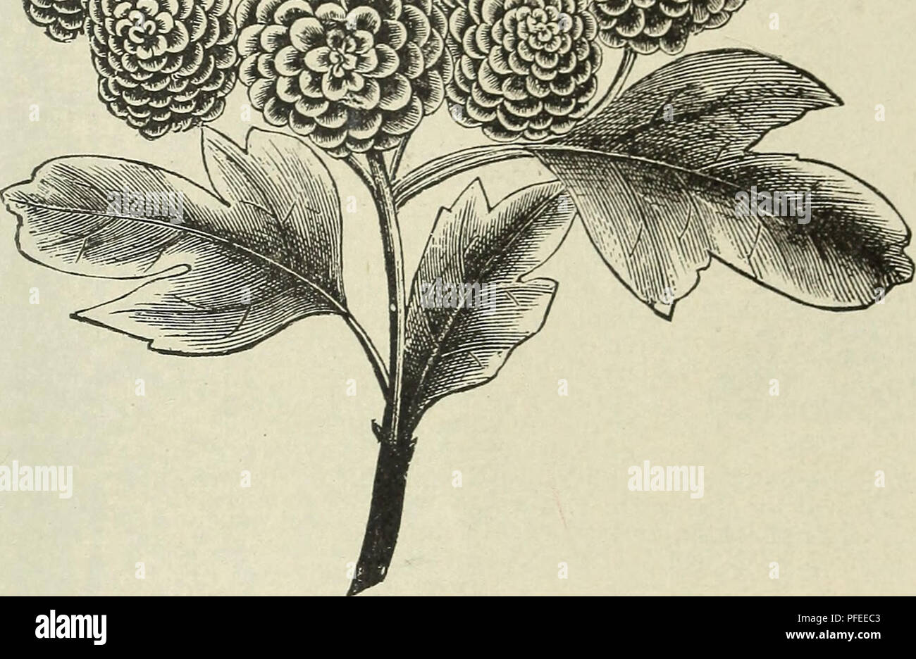 Page 2 C Purpurea High Resolution Stock Photography And Images Alamy