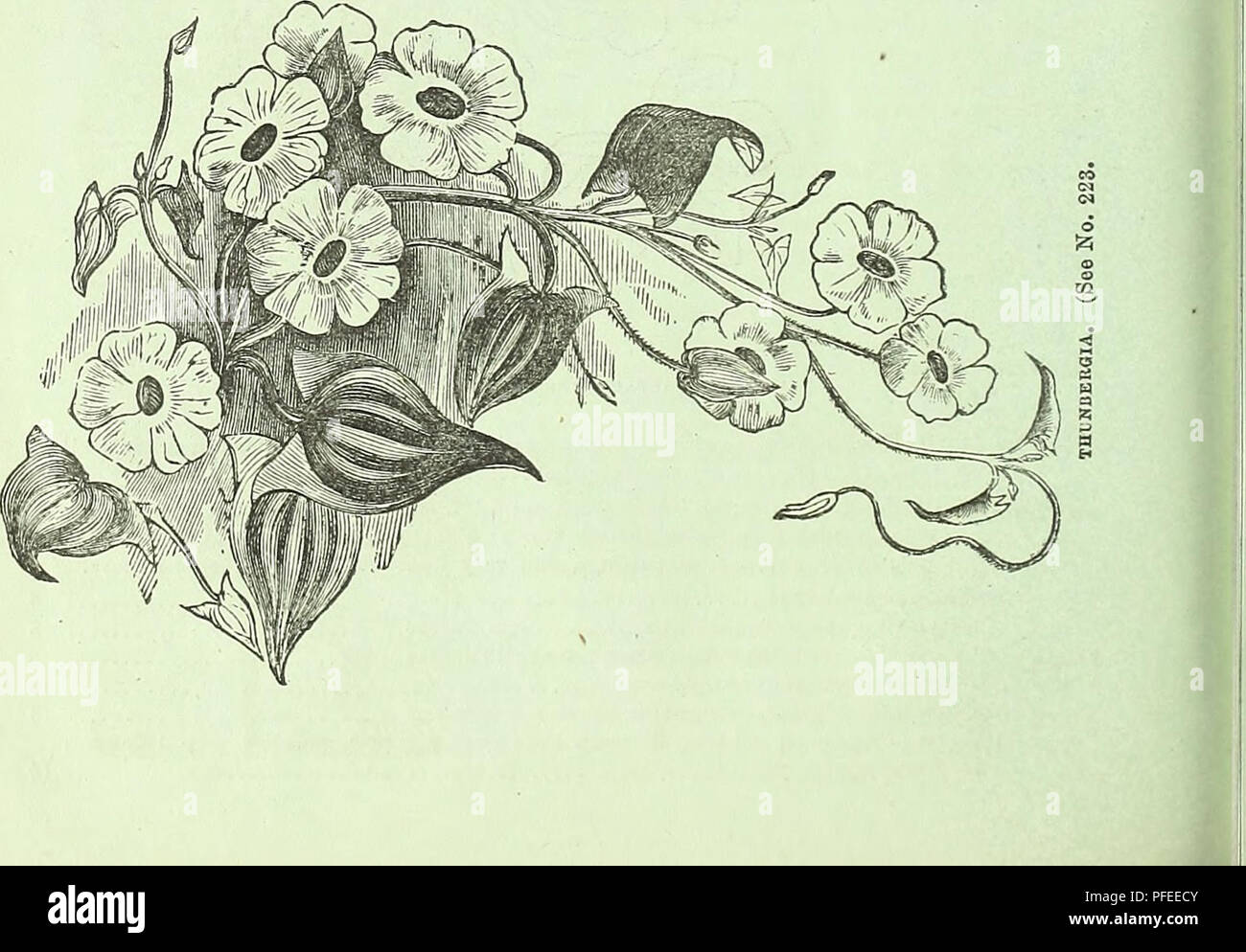 This catalogue offers a variety of flower seeds, including greenhouse ...