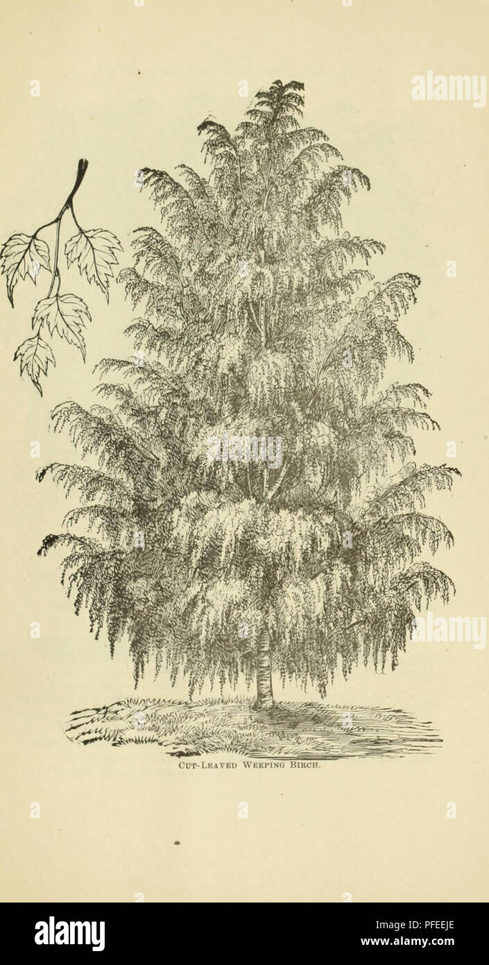 . Descriptive catalogue of fruit and ornamental trees, vines, shrubs, roses etc. cultivated and for sale at the Syracuse Nurseries. Fruit trees Catalogs; Ornamental trees Catalogs; Roses Catalogs; Nurseries (Horticulture) New York (State) Catalogs. . Please note that these images are extracted from scanned page images that may have been digitally enhanced for readability - coloration and appearance of these illustrations may not perfectly resemble the original work.. Syracuse Nurseries; Henry G. Gilbert Nursery and Seed Trade Catalog Collection. Syracuse, N. Y. : Syracuse Nurseries Stock Photo