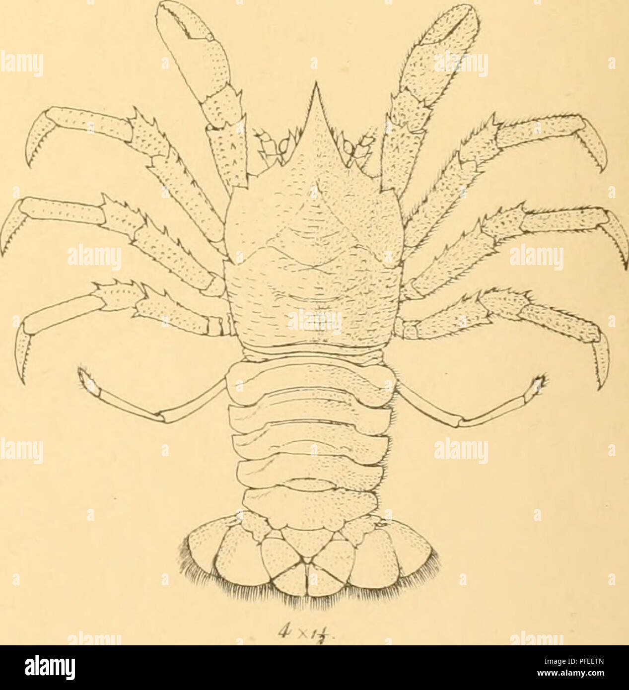 . A descriptive catalogue of the Indian deep-sea Crustacea Decapoda Macrura and Anaomala, in the Indian museum. Crustacea; Decapoda (Crustacea). 3a â *. 1. Mumdnpsia ^ranosa. 3. Uroptychua mgricapillis. A C. Chowdhary. &amp; S. dfcndiil del. et Lith. 2. Munidopaie ceratophflialmua. 4. Munido] i:. Please note that these images are extracted from scanned page images that may have been digitally enhanced for readability - coloration and appearance of these illustrations may not perfectly resemble the original work.. Indian Museum; Alcock, A. (Alfred), 1859-1933. Calcutta : Printed by order of the Stock Photo