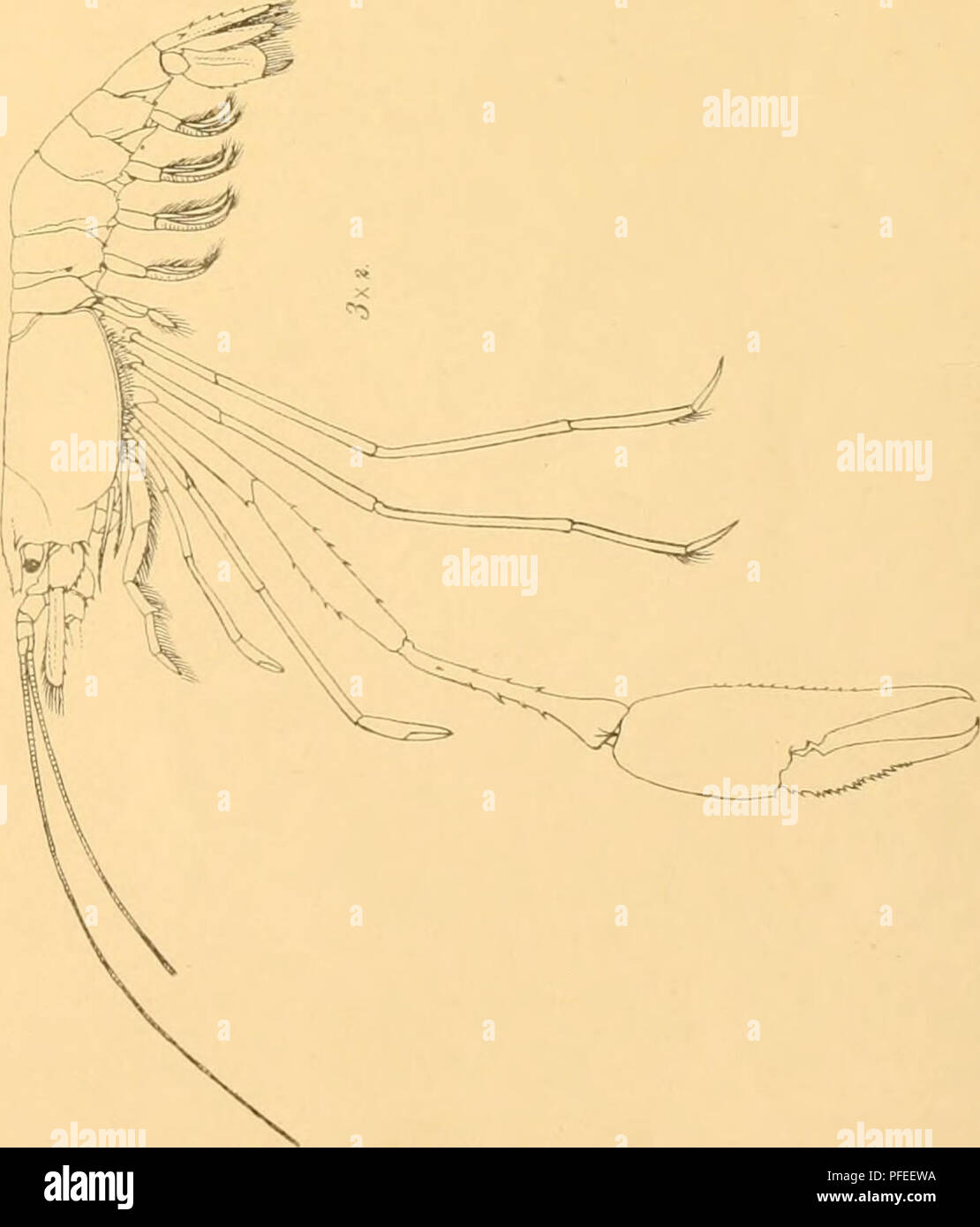 . A descriptive catalogue of the Indian deep-sea Crustacea Decapoda Macrura and Anaomala, in the Indian museum. Crustacea; Decapoda (Crustacea). P s -. rrr o . 3 '-Vj -o O c % o CS -^. Please note that these images are extracted from scanned page images that may have been digitally enhanced for readability - coloration and appearance of these illustrations may not perfectly resemble the original work.. Indian Museum; Alcock, A. (Alfred), 1859-1933. Calcutta : Printed by order of the trustees of the Indian museum Stock Photo