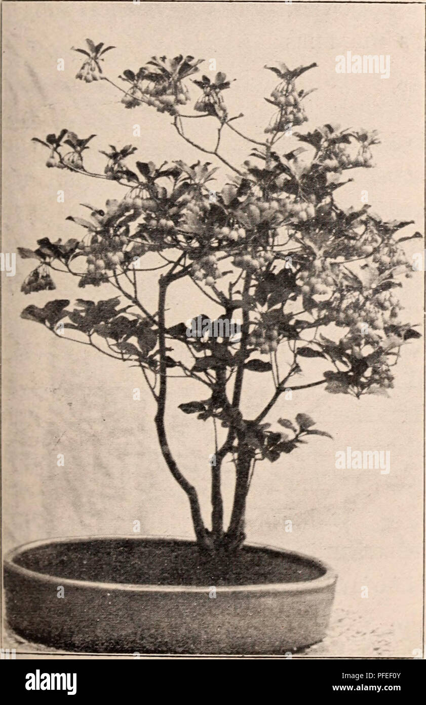 . Descriptive catalogue of flowering, ornamental trees, shrubs, bulbs, herbs, climbers, fruit trees, &amp;c., &amp;c., &amp;c. / for sale by the Yokohama Nursery Co., Limited.. Nursery Catalogue. Cordiforniis. Sieboldiana. Kegia. per pound. )lelia Jai)onicji $.45 Morns Alba 4.00 Xyrica Rubra 90 Xamlina Domestica (cleaned seed) 1.40 per pound Panlowilia Iniperialis $2.80 Panax (Jnimj liefolia (Japanese Ginseng). 2.00 Photinia Glabra 1.70 „ Villo.sa 95. per pound. Pittospornm Tobira ... $.95 Prnnns Japonica 95 Psendo-cerasns (Japan flowering Cherry) i.oo Prnnns Comninnis 50 „ &gt;Innie (japan fl Stock Photo