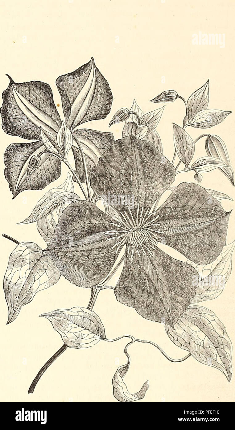 . Descriptive catalogue of ornamental trees, flowering shrubs, vines, roses, herbaceous plants, hedge plants, &amp;q.. Horticulture Catalogs; Trees Catalogs; Plants Catalogs; Flowers Catalogs. HOOTPES, BEO. &amp; THOKAS'. CLEMATIS JACKMANI—JACKMAN'S VIKGIN'S BOWER. [SEE PAGE 54.]. Please note that these images are extracted from scanned page images that may have been digitally enhanced for readability - coloration and appearance of these illustrations may not perfectly resemble the original work.. Cherry Hill Nurseries (West Chester, Pa. ); Hoopes, Brother &amp; Thomas; Henry G. Gilbert Nurser Stock Photo