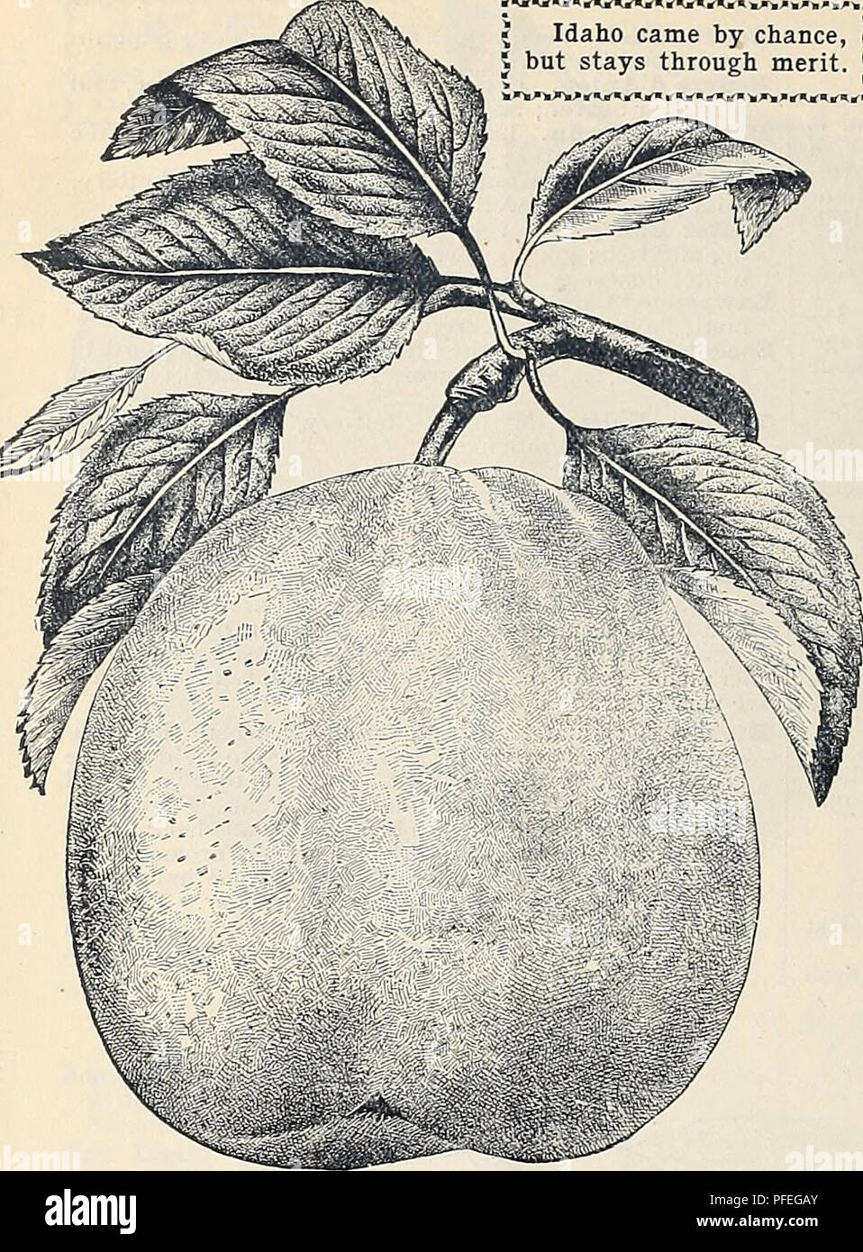 . Descriptive and illustrated catalogue of fruit trees, ornamental plants and roses. Nurseries (Horticulture) Georgia Atlanta Catalogs; Fruit trees Seedlings Catalogs; Fruit Catalogs; Plants, Ornamental Catalogs; Flowers Catalogs; Shrubs Catalogs. W. D. Beatie, Atlanta, Georgia. * ****** « ******* * * ** « *** * *** * » * * * . * * ; Idaho came by chance, « J but stays through merit. J  -***************.*******». PEARS, continued. Le Conte. Large, oblong-pyriform; basin deep and irregular; skin smooth, pale yellow ; quality variable, but if picked as soon as mature and allowed to ripen in a c Stock Photo