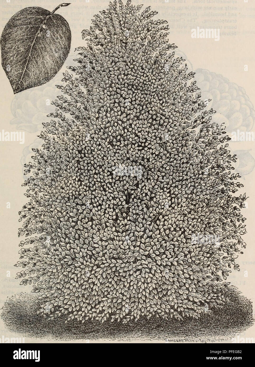 . Descriptive catalogue of fruit and ornamental trees, shrubs, plants, etc., etc., etc.. Nursery stock Massachusetts Catalogs; Fruit Catalogs; Fruit trees Catalogs; Ornamental trees Catalogs; Grapes Catalogs; Ornamental shrubs Catalogs; Flowers Catalogs; Roses Catalogs. OF FRUIT AXD ORNAMENTAL TREES, cs^c. 41. PURPLE LEAVED BEECH. tree of fine form, its foliag-e is of a grayish green color, glossy F.nd handsome, and in the autumn turns to a deep red, rendering the tree one of the most showy and beautiful objects at tha season. We regard it, all things considered, as one of the most valuable tr Stock Photo