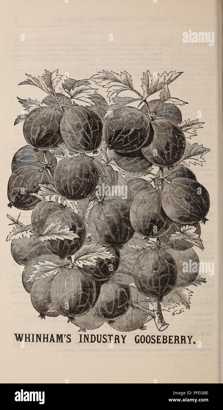 . Descriptive catalogue of fruit and ornamental trees, shrubs, plants, etc., etc., etc.. Nursery stock Massachusetts Catalogs; Fruit Catalogs; Fruit trees Catalogs; Ornamental trees Catalogs; Grapes Catalogs; Ornamental shrubs Catalogs; Flowers Catalogs; Roses Catalogs. . Please note that these images are extracted from scanned page images that may have been digitally enhanced for readability - coloration and appearance of these illustrations may not perfectly resemble the original work.. J. A. Lewis (Firm); Henry G. Gilbert Nursery and Seed Trade Catalog Collection. Dighton, Mass. : J. A. Lew Stock Photo