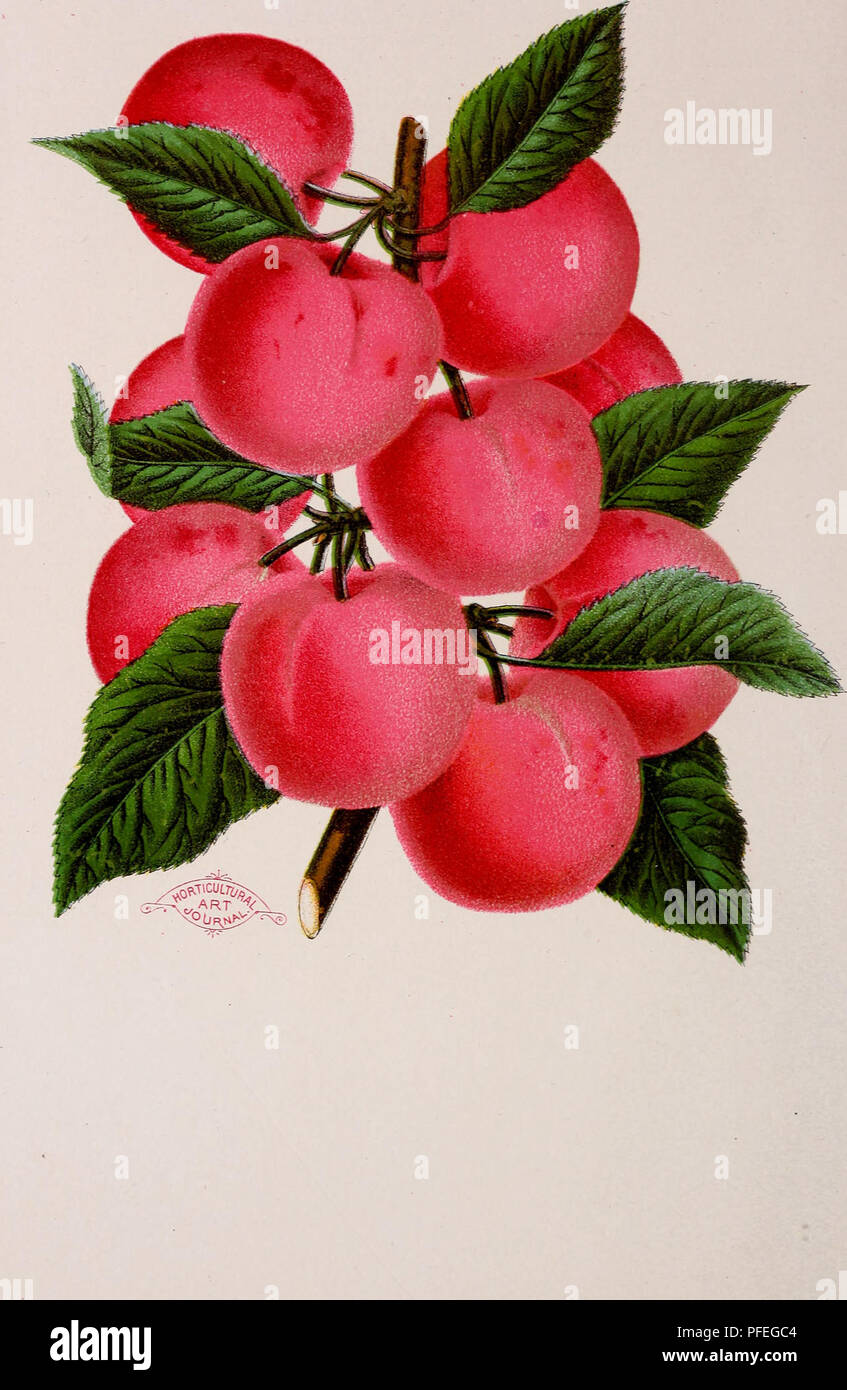 . Descriptive catalogue of fruit and ornamental trees, shrubs, plants, etc., etc., etc.. Nursery stock Massachusetts Catalogs; Fruit Catalogs; Fruit trees Catalogs; Ornamental trees Catalogs; Grapes Catalogs; Ornamental shrubs Catalogs; Flowers Catalogs; Roses Catalogs. . Please note that these images are extracted from scanned page images that may have been digitally enhanced for readability - coloration and appearance of these illustrations may not perfectly resemble the original work.. J. A. Lewis (Firm); Henry G. Gilbert Nursery and Seed Trade Catalog Collection. Dighton, Mass. : J. A. Lew Stock Photo