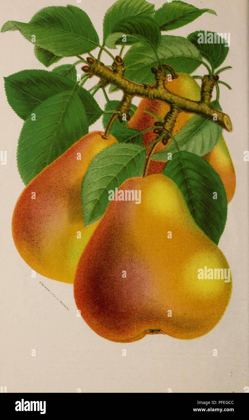 . Descriptive catalogue of fruit and ornamental trees, shrubs, plants, etc., etc., etc.. Nursery stock Massachusetts Catalogs; Fruit Catalogs; Fruit trees Catalogs; Ornamental trees Catalogs; Grapes Catalogs; Ornamental shrubs Catalogs; Flowers Catalogs; Roses Catalogs. . Please note that these images are extracted from scanned page images that may have been digitally enhanced for readability - coloration and appearance of these illustrations may not perfectly resemble the original work.. J. A. Lewis (Firm); Henry G. Gilbert Nursery and Seed Trade Catalog Collection. Dighton, Mass. : J. A. Lew Stock Photo