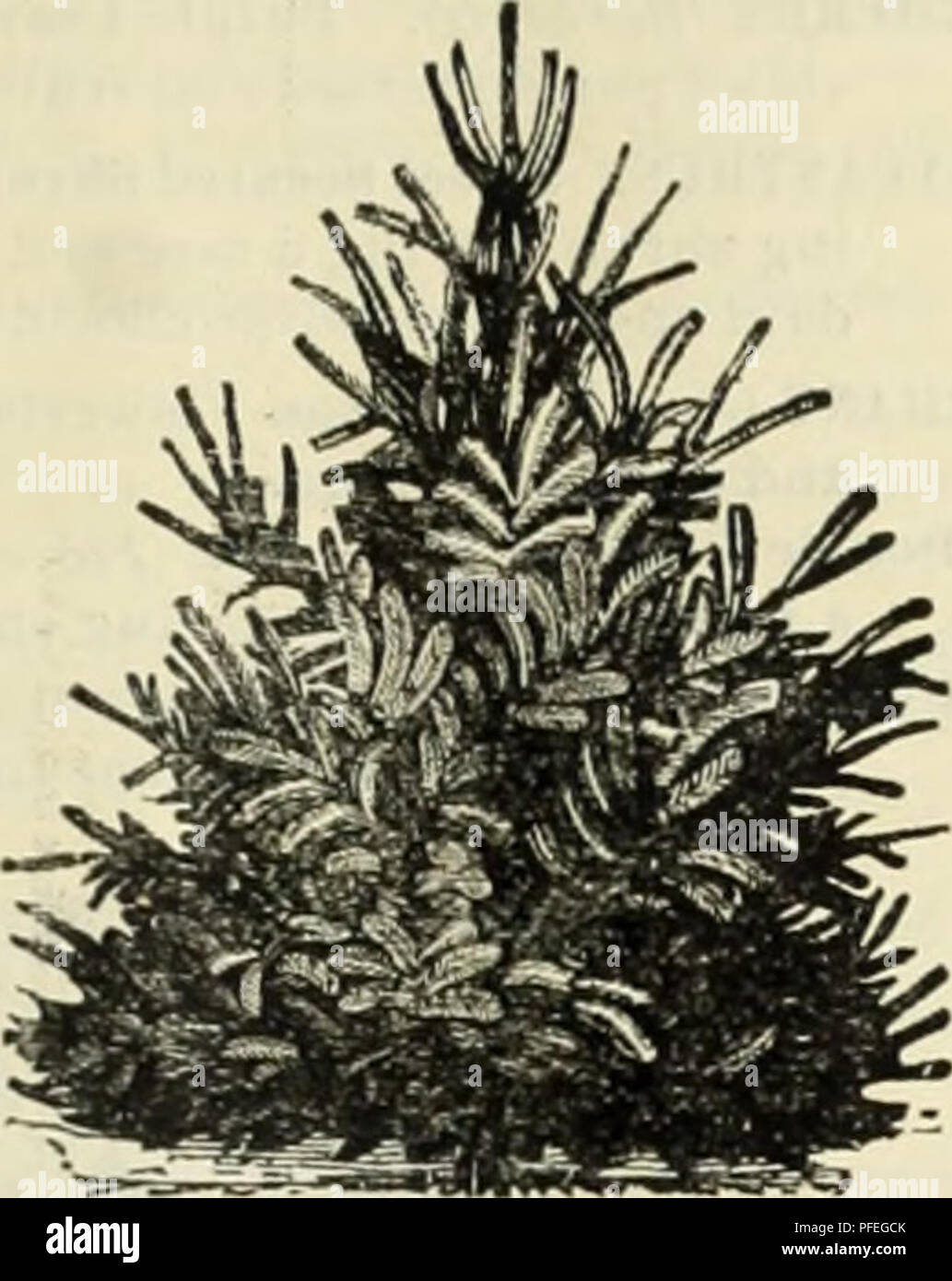 . Descriptive catalogue of the Hart Pioneer Nurseries. Nurseries (Horticulture) Kansas Catalogs; Nursery stock Kansas Catalogs; Fruit trees Seedlings Catalogs; Ornamental trees Catalogs; Fruit Catalogs; Flowers Catalogs. OF FRTTT, ORNAMENTAL TREES, ETC. 67 SPRUCE (Abies). Norway Kxoelsa. A lolly, clcRant Ircc, of perfect pyramidal liahit, remarkably l U jiaiit and ric h, and as it gels age, has fine, graceful pendulous branches; it is exceedingly picturescnie and beautiful; very popular, and deservedly so, and should be largely planted; one of the best evergreens (or hedges. Aniprirnii White  Stock Photo