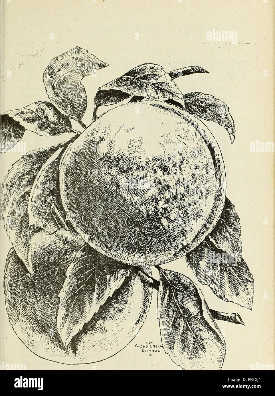 . Descriptive catalogue of the Dayton Star Nurseries. Nurseries (Horticulture) Ohio Catalogs; Fruit Catalogs; Flowers Catalogs. CHAMPION PEACH.. Please note that these images are extracted from scanned page images that may have been digitally enhanced for readability - coloration and appearance of these illustrations may not perfectly resemble the original work.. Dayton Star Nurseries; Hoover &amp; Gaines Co; Henry G. Gilbert Nursery and Seed Trade Catalog Collection. Dayton, Ohio : Hoover &amp; Gaines Company Stock Photo