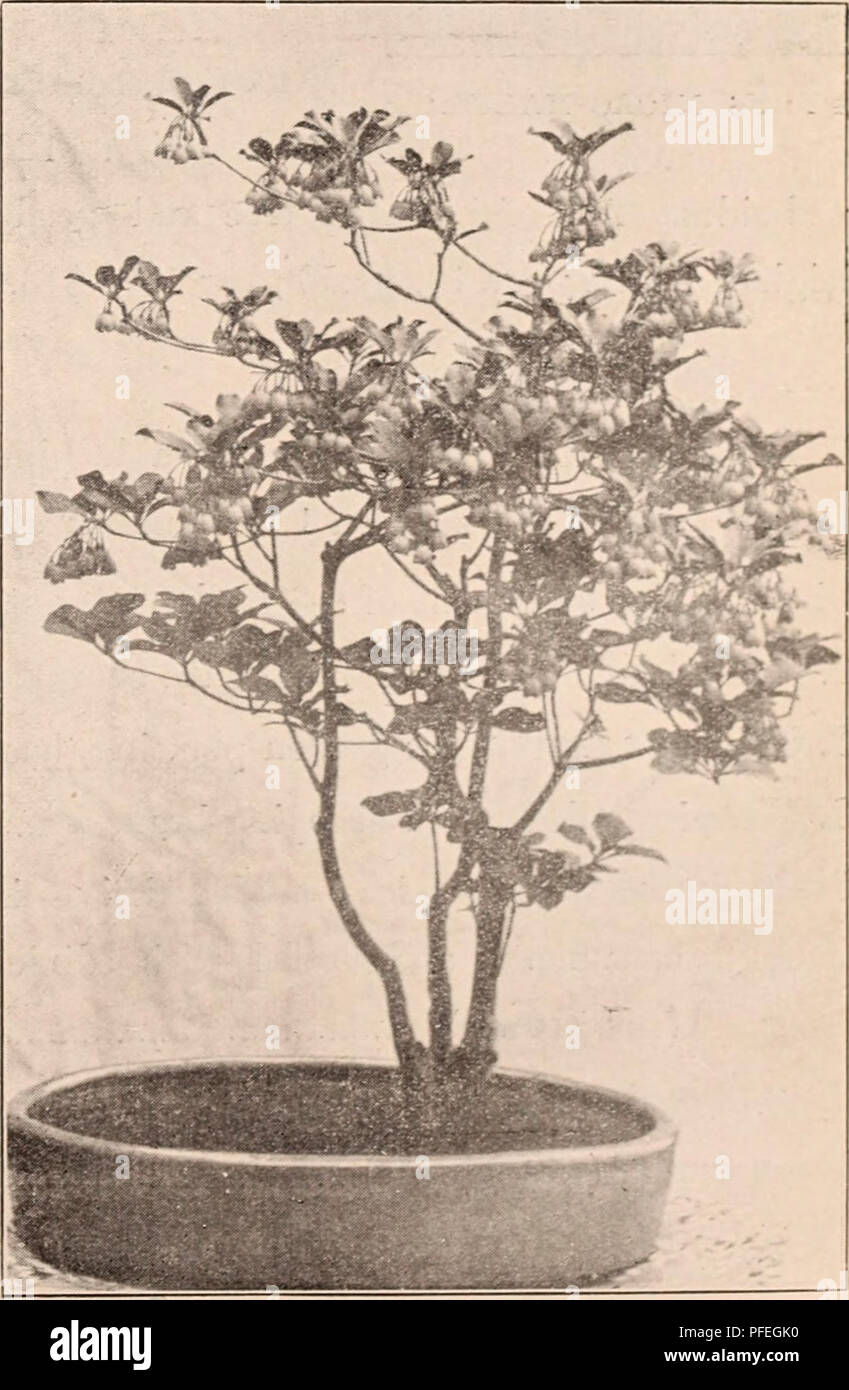 . Descriptive catalogue of flowering, ornamental trees, shrubs, bulbs, herbs, climbers, fruit trees, &amp;c., &amp;c., &amp;c. / for sale by the Yokohama Nursery Co., Limited.. Nursery Catalogue. EIBES FASCJCULATUAI. Tilia Miqueliana—per 10, $2.50. Yiburiium tomentosiiin, wliite flowering shrub, like snow ball (pot grown) — height : 1-2 ft; per 10, §2.00. Yiburiium tomeiitosuiii plicatum, pure snow ball (pot grown)—height: 1-2 ft; per 10, $1.50. yi])urnuiu tomeutosum plieatuiu, varie- gated leaved (pot.grown)—height : 1-2 ft. ; per 10, $2.50. NOVELTY. Viburnum Carlesii, a new variety of recent Stock Photo