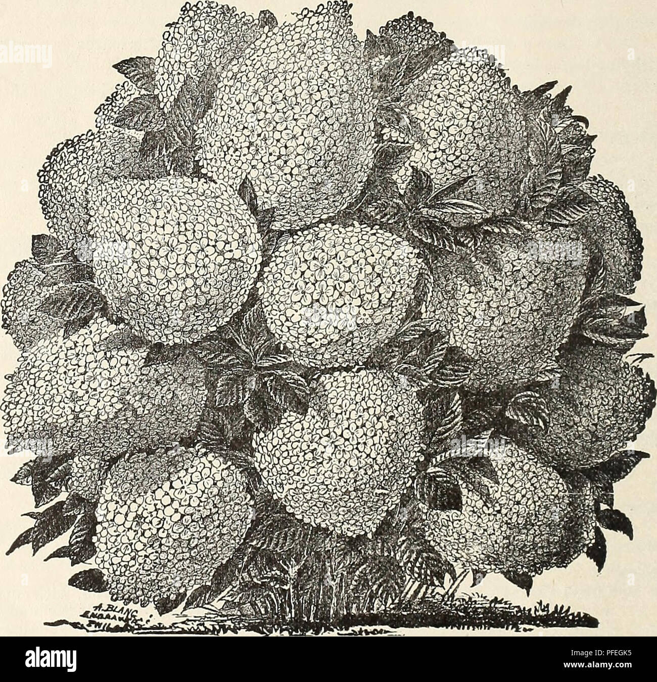 . Descriptive catalogue of fruits, and ornamental trees, garden fruits