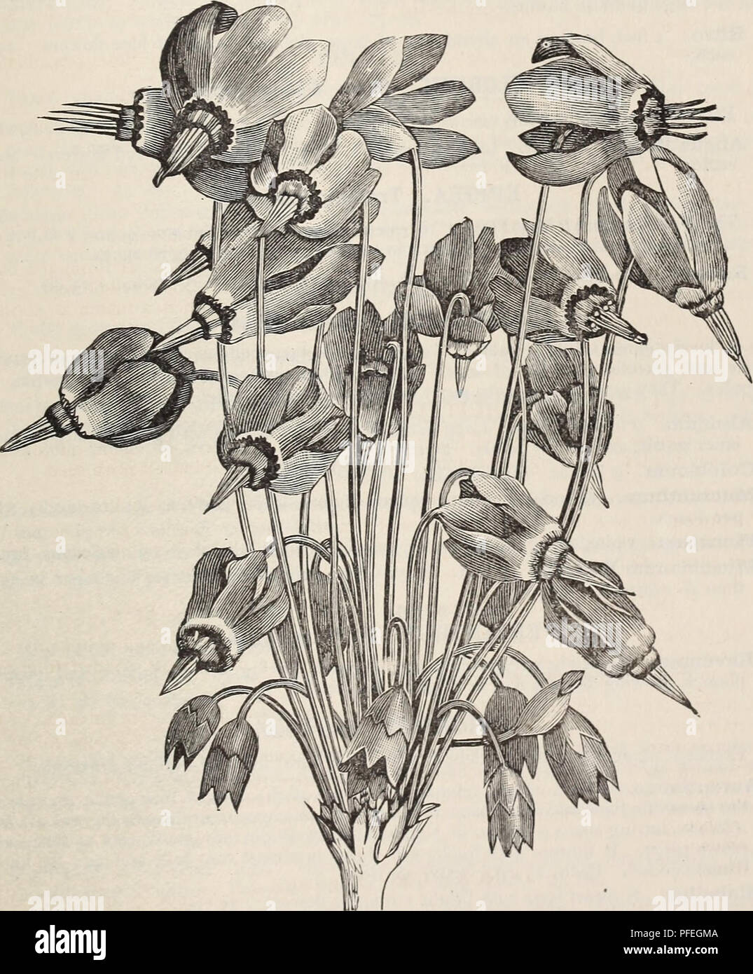 . Descriptive catalogue of trees, shrubs, vines and plants of the Shady Hill Nurseries. Nurseries (Horticulture) Massachusetts Cambridge Catalogs; Trees Seedlings Catalogs; Fruit trees Seedlings Catalogs; Flowers Catalogs. HERBACEOUS PERENNIALS. 23 D. Plantagineum Excelsum. A beautiful spring-flowering yellow &quot;composite,&quot; having large golden-yellow flowers 4 inches in diameter. Continues in flower during the whole of the season. It can also be easily forced. It is fond of plenty of moisture, and prefers a stiff soil. Strong plants. 35 cts. DRACOCEPHALUM. Dragon's Head. Terminal clust Stock Photo