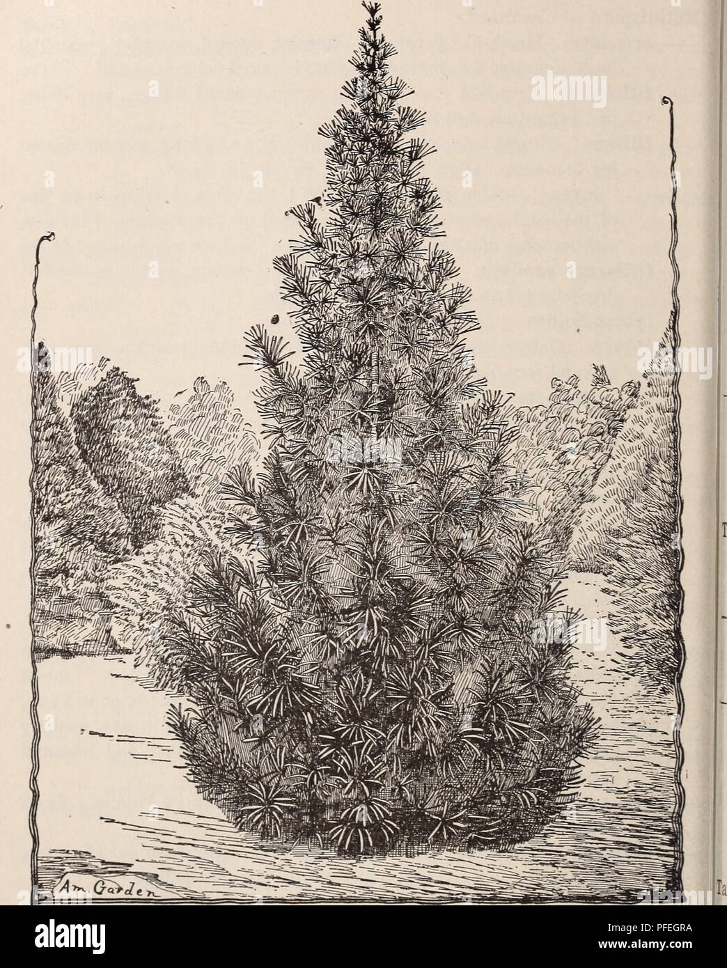 . Descriptive catalogue of trees, shrubs, vines and plants of the Shady Hill Nurseries. Nurseries (Horticulture) Massachusetts Cambridge Catalogs; Trees Seedlings Catalogs; Fruit trees Seedlings Catalogs; Flowers Catalogs. 74. SCIADOPITYS VERTICILLATA. Sciadopitys verticillata. Umbrella Pine. Perfectly upright trunk with horizontal branches, bearing whorls of shining green, very broad, flat needles, lined with white on the under side. These needles, by their remarkable size, and still more remarkable arrangement in umbrella- like tufts, and their leathery texture, give this tree the most uniqu Stock Photo