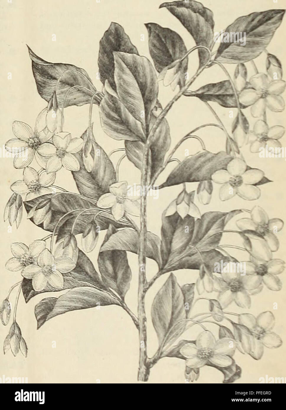 . Descriptive catalogue of ornamental trees, plants, vines, fruits, etc.. Nurseries (Horticulture) Pennsylvania Catalogs; Plants, Ornamental Catalogs; Trees Seedlings Catalogs; Flowers Seeds Catalogs. VIBURNUM PLICATUM. TAMAKIX parviflora (African Tamarisk^ The flowers are a blighter pink thau T. galUca: excel- lent for planting near the sea. 25 cts. VIBURNUM lantana (Wayfaring Tree). A large spreading bush, vritii massive foliage; flowers cream-white, in flat cymes. 25 cts. V. opulus (Cranberry Tree). The fruit of this bush is of very nearly the size, shape and color of the edible cranberry,  Stock Photo