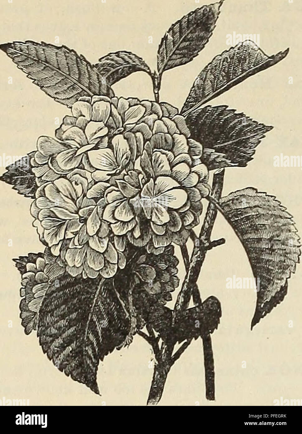 . Descriptive catalogue of ornamental trees, plants, vines, fruits, etc.. Nurseries (Horticulture) Pennsylvania Catalogs; Plants, Ornamental Catalogs; Trees Seedlings Catalogs; Flowers Seeds Catalogs. 24 Sa/tuel C. /Aoon'S Descriptive Catalogue.. VIBURNUM PLICATUM. TAMAKIX parviflora (African Tamarisk^ The flowers are a blighter pink thau T. galUca: excel- lent for planting near the sea. 25 cts. VIBURNUM lantana (Wayfaring Tree). A large spreading bush, vritii massive foliage; flowers cream-white, in flat cymes. 25 cts. V. opulus (Cranberry Tree). The fruit of this bush is of very nearly the  Stock Photo