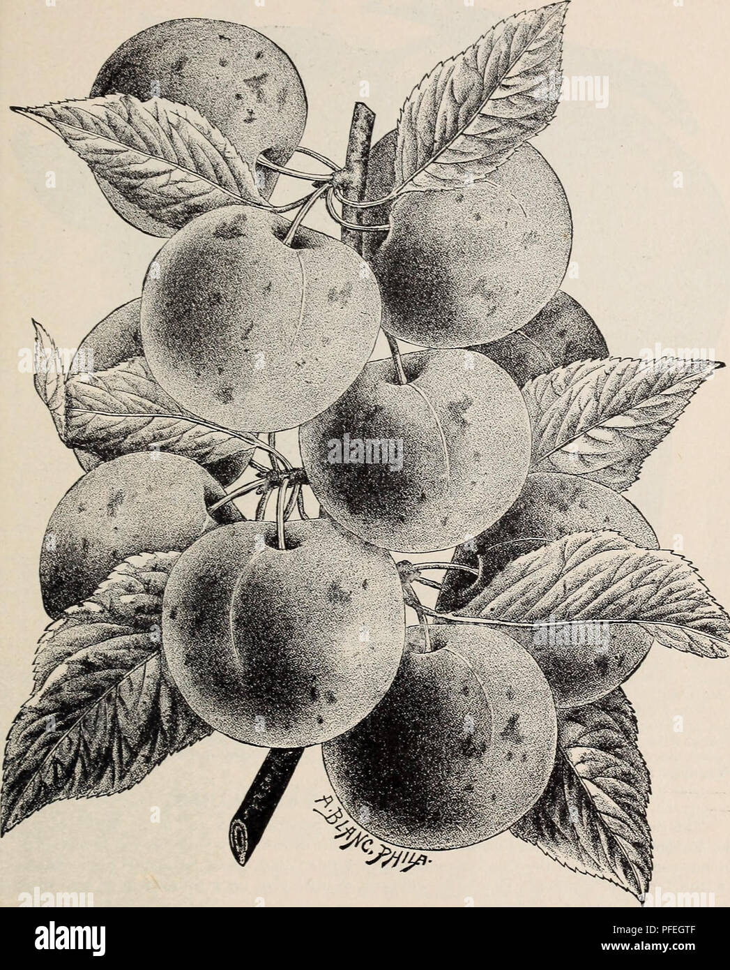 . Descriptive catalogue of fruit and ornamental trees, shrubs, vines and plants, cultivated and for sale. Seed industry and trade Maryland Catalogs; Fruit trees Seeds Catalogs; Climbing plants Seeds Catalogs; Plants, Ornamental Catalogs. Descriptive Catalogue. 45. Wild Goose Plum. ; Washington. {Bolmar's.) Very large ; skin j-ellowish green, often with a pale red blush ; flesh yellowish, firm, very sweet and luscious, separating freely from the stone. There is perhaps, not another plum that stands so high in general estimation in this country as V the Washington. Its great size, its beauty an Stock Photo