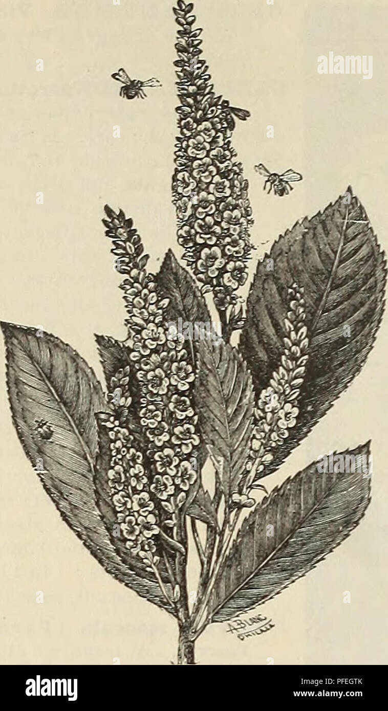 . Descriptive catalogue of ornamental trees, plants, vines, fruits, etc.. Nurseries (Horticulture) Pennsylvania Catalogs; Plants, Ornamental Catalogs; Trees Seedlings Catalogs; Flowers Seeds Catalogs. i8 SAmaEL C. /TooN's Descriptive CATAUoeoE.. CLETHRA Al.NIFOLIA. Coriius, continued. the addition of two or three strands of wire, will make an effectual barrier. 25 cts. each, §15 per 100. CORYIiUS Avellana purpurea (Purple Filbert). A large bush, with large dark purple leaves, con- trasting very effectively with the green foliage of other plants. 2.i cts. and 50 cts. CRAT.3:GUS oxyacantlia (Ha Stock Photo