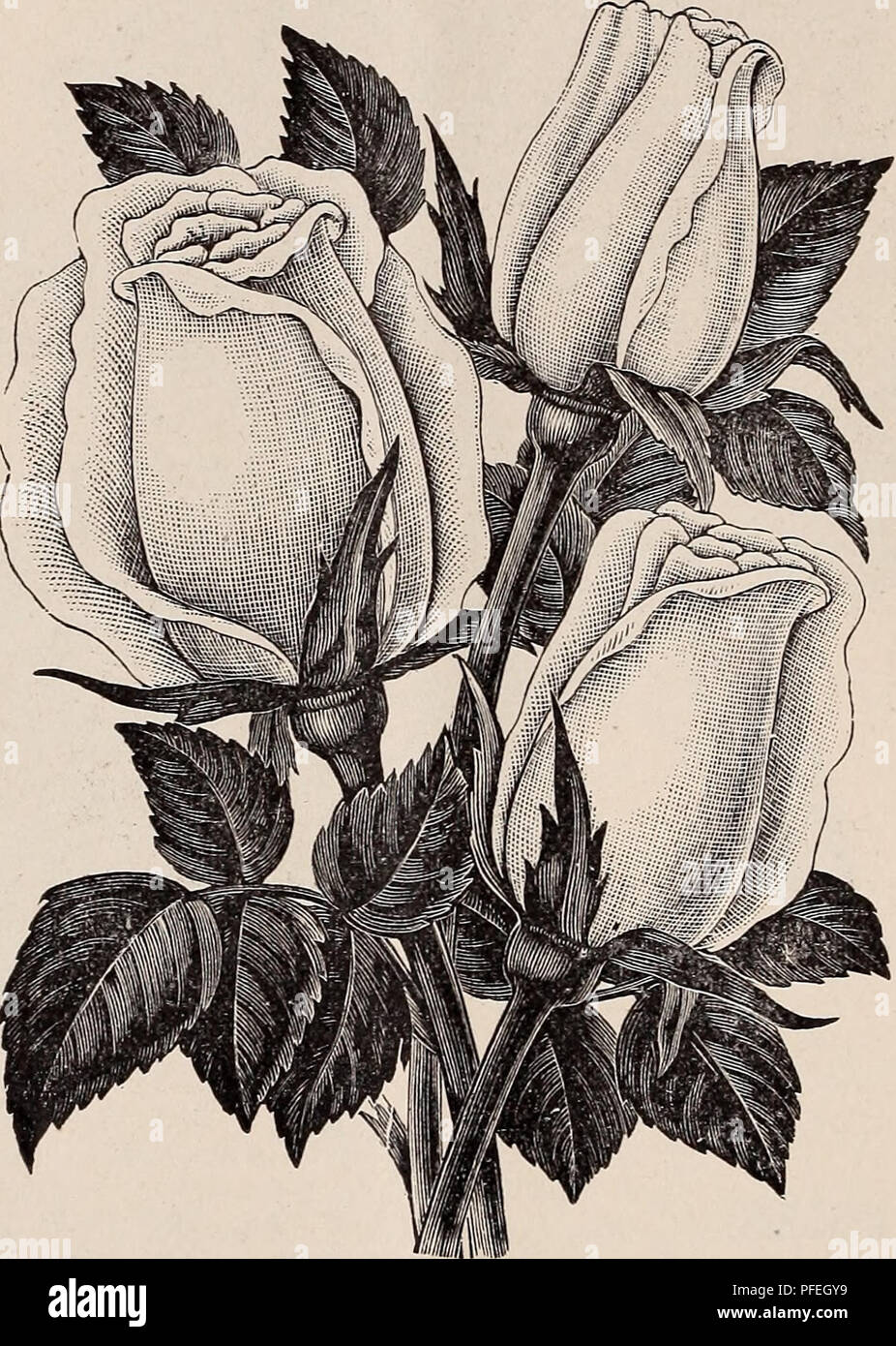 Descriptive Catalogue Of Roses Clematis Ornamentals Fruit Trees
