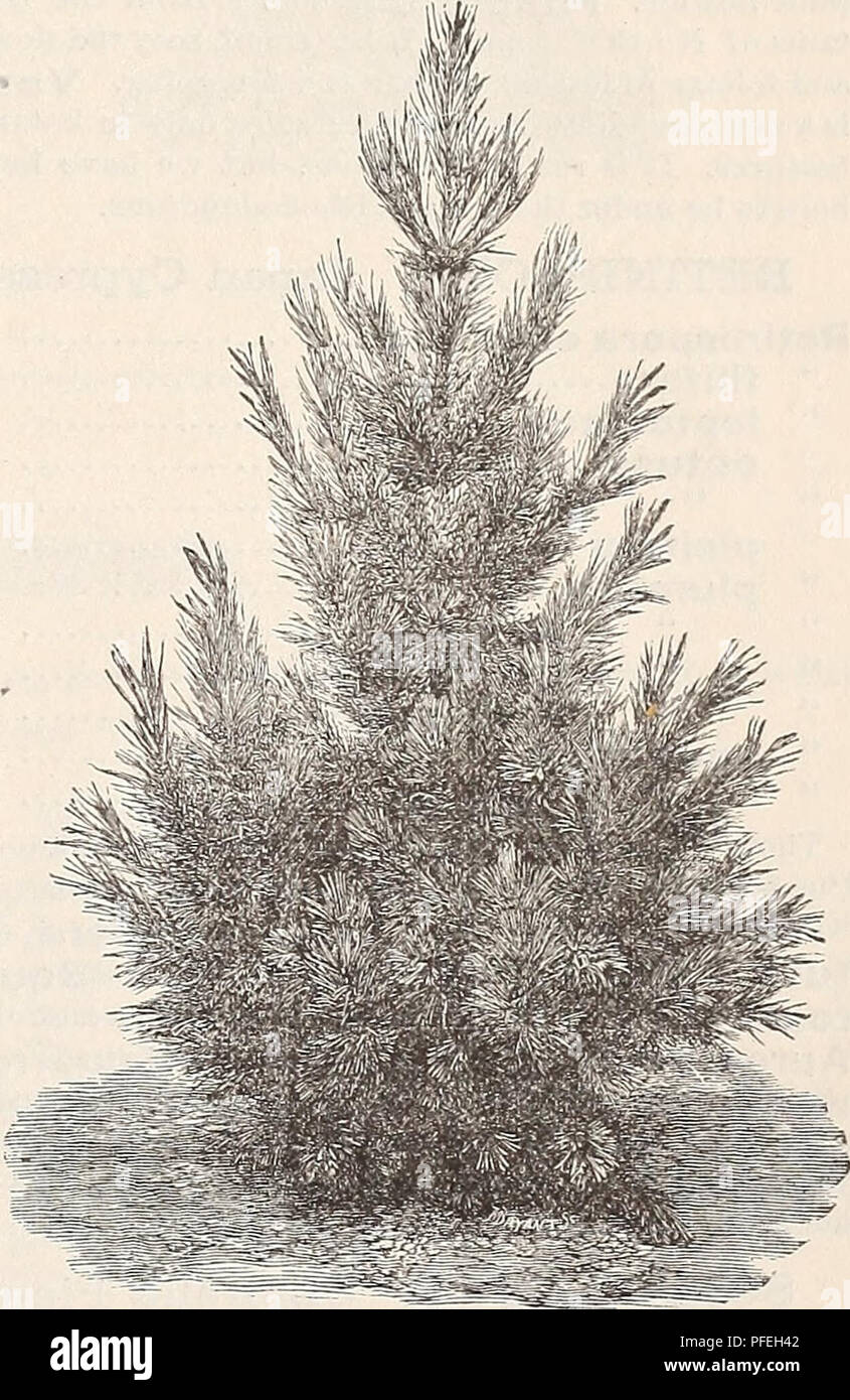 . Descriptive catalogue of trees, shrubs, vines and evergreens