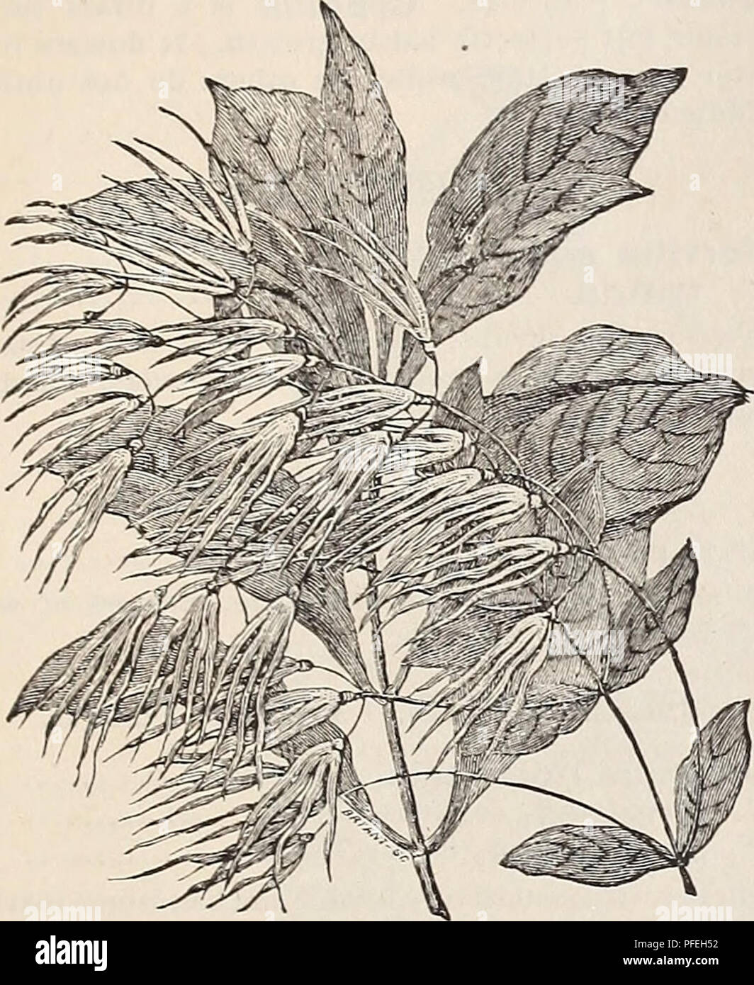 . Descriptive catalogue of trees, shrubs, vines and evergreens. Nurseries (Horticulture) Pennsylvania Catalogs; Trees Seedlings Catalogs; Ornamental shrubs Catalogs; Fruit Catalogs. MEEHANS' NURSERIES CBRASUS. CeraSUS pumila. A Dwarf Cerasus, with white flowers So CHIMONANTHUS. Chimonanthus prsecOX. a rare Chinese shrub, having the peculiarity of producing its purplish- yellow flowers the first few sunny days of winter. Of remarkably pleasing odor 50. Chionaathus Virginica. (White Fringe.) CHIONANTHUS. White Fringe. Chionanthus maritima 50 &quot; Virginica (see cut) 50 One of the most ornament Stock Photo