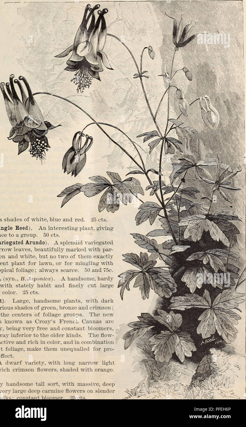 . Descriptive catalogue of ornamental trees, plants, vines, fruits, etc.. Nurseries (Horticulture) Pennsylvania Catalogs; Plants, Ornamental Catalogs; Trees Seedlings Catalogs; Flowers Seeds Catalogs; Fruit Seedlings Catalogs. Hbrbacbous bants. Bulbs, Btc.. AGAPANTHUS umbellatus i Blue African Lily ).) An admirable plant for culture iu pots or tubs: needs an abundance of water when gi'ow- ing: must be â ^â¢lu- tered secure from frost. 50 cts. AGAVE Americana (Century Plant). Green-leaved. 25 cts. to .^L.^O. A. A. variegata. Striped-leaved Century Plant. 50 cts. to $-2.50. AQXTILEGIA cana- den Stock Photo