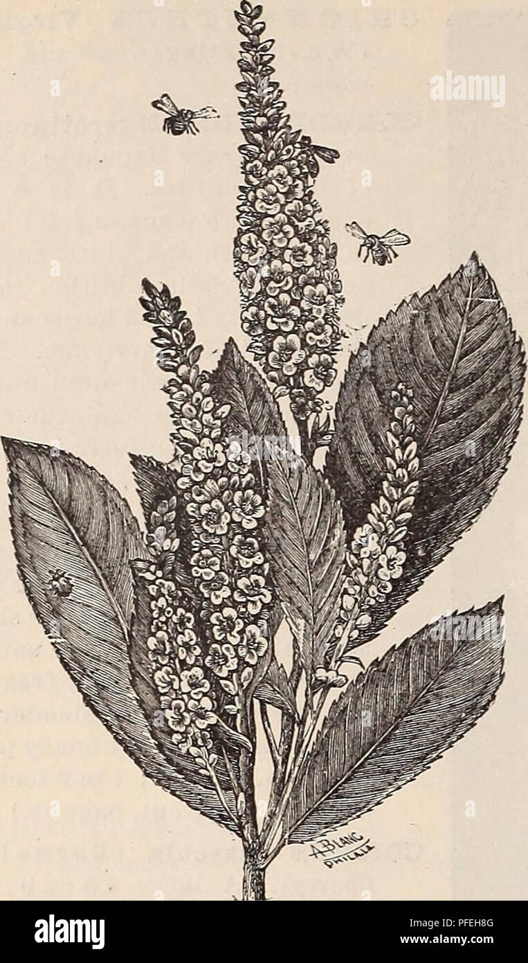 . Descriptive catalogue of ornamental trees, plants, vines, fruits, etc.. Nurseries (Horticulture) Pennsylvania Catalogs; Plants, Ornamental Catalogs; Trees Seedlings Catalogs; Flowers Seeds Catalogs; Fruit Seedlings Catalogs. i8 SAmaEL C. /AooN's Descriptive CATALOGaE. CLETHRA ALNIFOLIA. Comus, continued. the addition of two or three strands of wire, â will make an effectual harrier. 25 cts. each, $15 per 100. COBiYIiUS Avellana purpurea (Purple Filbert). A large bush, with large dark purple leaves, con- trasting very effectively with the green foliage of other plants. 25 cts. and 50 cts. CBi Stock Photo
