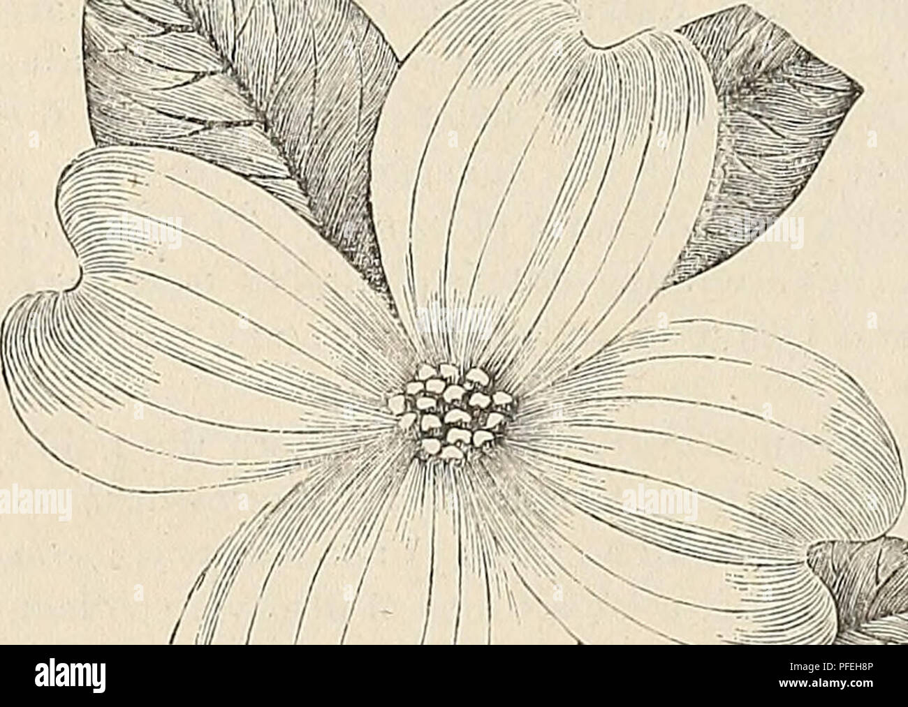 Descriptive Catalogue And Price List Of Native Plants Of The Southern Alleghany Mountains Including Deciduous And Evergreen Trees Flowering Shrubs Hardy Herbaceous Perennials Vines Orchids Ferns Aquatics And Bog Plants Nurseries Horticulture