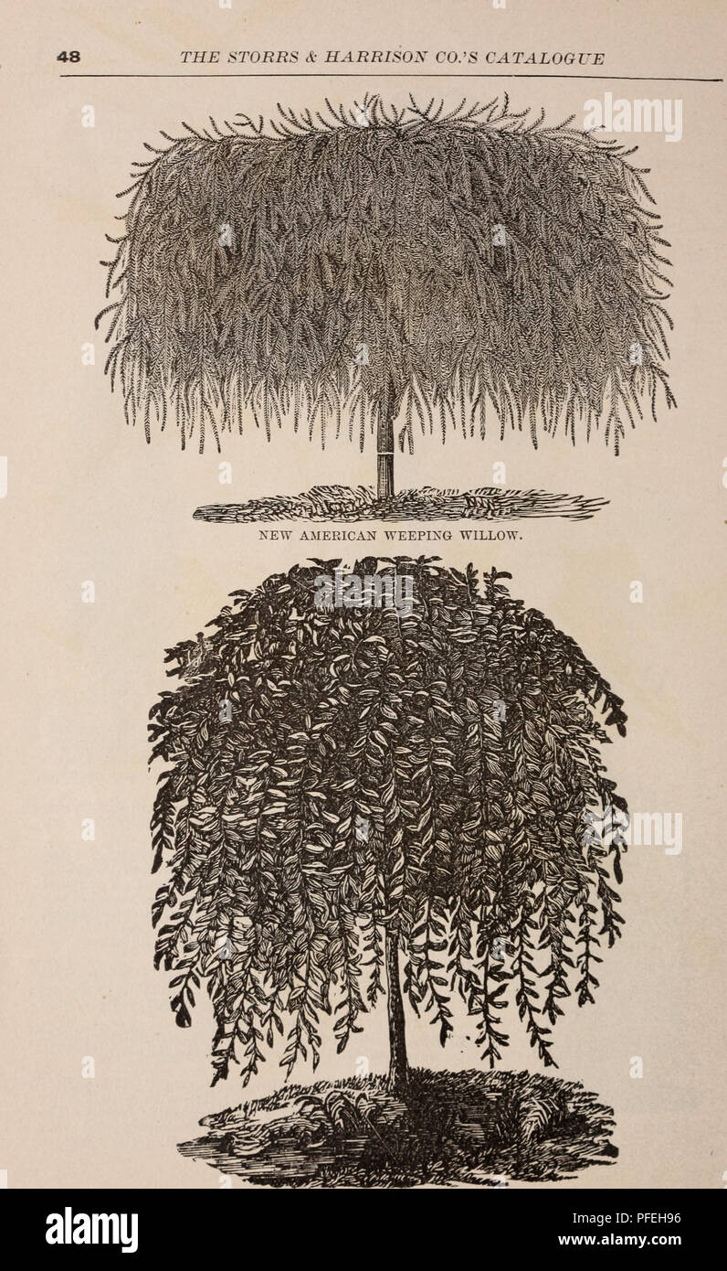 This catalog offers detailed descriptions of a variety of plants