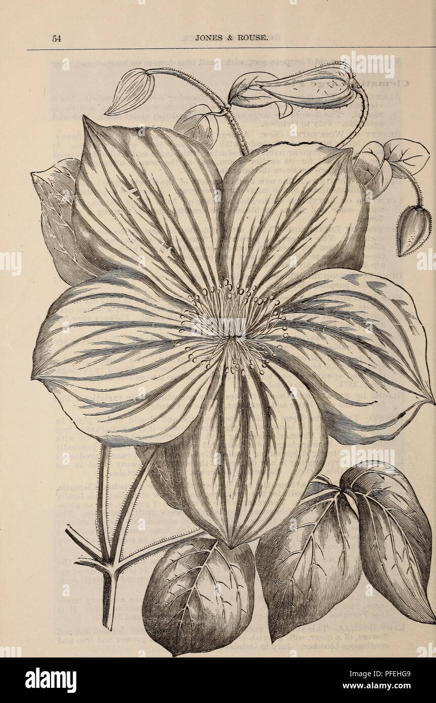 . Descriptive catalogue. Nursery stock, New York (State), Catalogs; Nurseries (Horticulture), New York (State), Catalogs; Roses, Catalogs; Flowers, Catalogs; Vegetables, Catalogs; Fruit, Catalogs. . Please note that these images are extracted from scanned page images that may have been digitally enhanced for readability - coloration and appearance of these illustrations may not perfectly resemble the original work.. Lake View Nurseries; Jones & Rouse (Firm); Henry G. Gilbert Nursery and Seed Trade Catalog Collection. Rochester, N. Y. : Jones and Rouse Stock Photo
