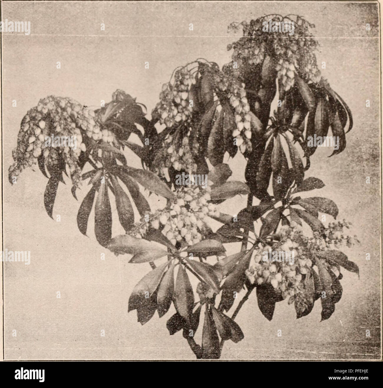 . Descriptive catalogue of flowering, ornamental trees, shrubs, bulbs, herbs, climbers, fruit trees, &amp;c., &amp;c., &amp;c. / for sale by the Yokohama Nursery Co., Limited.. Nursery Catalogue. CATALOGUE OV TUK YOKOHAMA NURSERY Co., Ltd. (LjU). 31 Albizziii julibrissiii, tiift-likc flower, ])iimate leaves fold down during the Jiiglit, good for planting along walks in garden (pot grown per 10, $2.00. -height : 1-L| ft. Audroiiieda cii!ii|)auiiliila — height : U-2 ft. ; per 10, $1.75. Ditto height: 2-3 ft. ; per 10, .S2.00. Androiiiedo japoiiica, shrubs, ]) e n d u 1 o u s clustered flt)Wer5,  Stock Photo