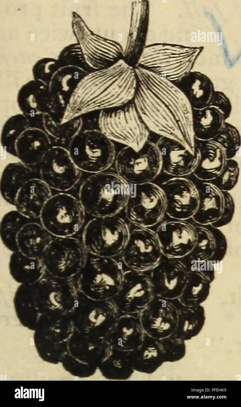 Lucretia dewberry hires stock photography and images Alamy