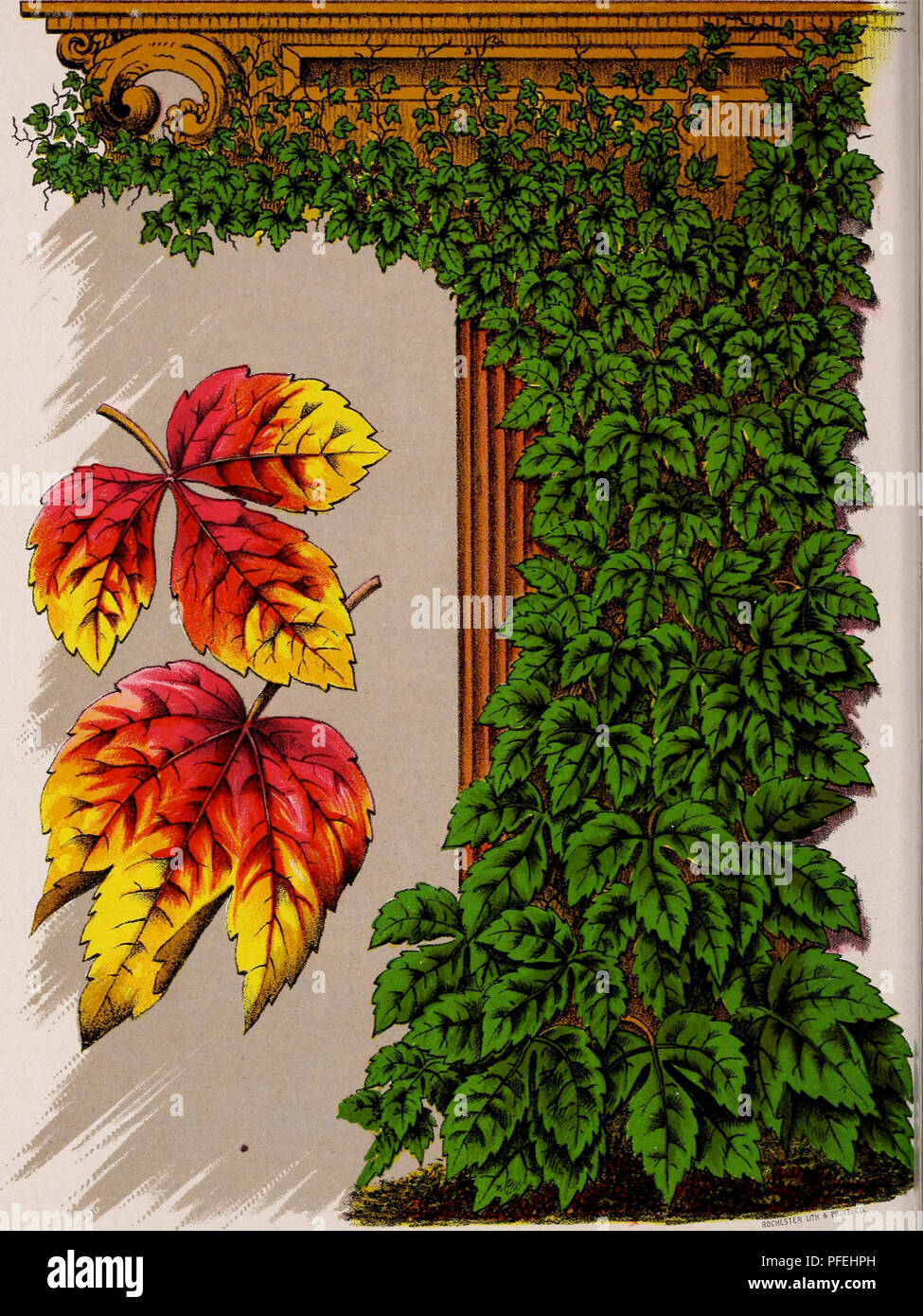 . Descriptive catalogue of fruit and ornamental trees, evergreens, grape vines, shrubs, bulbs, etc.. Nurseries (Horticulture) Ohio Catalogs; Trees Catalogs; Nursery stock Catalogs. Ampelopsis Veitchii. From Japan. The leave;:; overlappino- each other form a dense sheet of green. Roqnires a httle i)rot('ction the first winter. Grows rapidly and clings to the surface of even a painted brick wall. The foliage is green in snmmer and handsomely varie- gated in autumn. For covering walls, rocks, stumps, etc., no plant is more beautifuh. Please note that these images are extracted from scanned page i Stock Photo