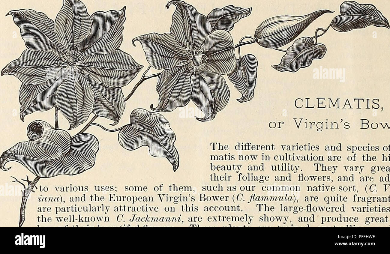 Descriptive Catalogue Of Fruit And Ornamental Trees Grapes Roses Shrubs Etc Etc Fruit Trees Catalogs Ornamental Trees Catalogs Climbing Plants Catalogs Nursery Stock Catalogs 56 Clematis Mm Clematis Or Virgin S Bower