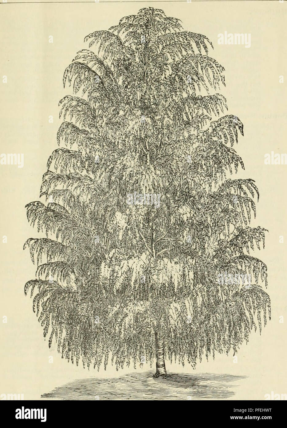 . Descriptive catalogue of fruit and ornamental trees grapes, roses, shrubs, etc., etc.. Fruit trees Catalogs; Ornamental trees Catalogs; Climbing plants Catalogs; Nursery stock Catalogs. WEEPING DECIDUOUS IREES. 49. BlliClI, CUT-LEAVED WEEPING. liinclen or Lime Tree (Tilia). White-Leaved Weeping (Alba Pendula)—A line tree with large leaves and droop- ing branches. Mountain Ash (Sorbus). Weeping (Aucuparia Pendula&gt;—A beautiful tree, witli stragghng, weeping branches; makes a flue tree for the lawn; suitable for covering arbors.. Please note that these images are extracted from scanned page  Stock Photo