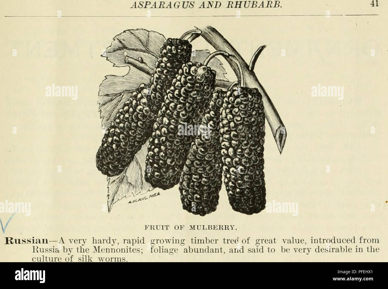 . Descriptive catalogue of fruit and ornamental trees grapes, roses, shrubs, etc., etc.. Fruit trees Catalogs; Ornamental trees Catalogs; Climbing plants Catalogs; Nursery stock Catalogs. ASPARAGUS. This earliest and finest of spring vegetables is among the easiest cultivated and most profitable. A bed once planted suffers no deterioration for thirty years or more, if it is properly attended to and well manured. CULTIVATION. See that the ground is well drained, naturally or otherwise; work it up tine and deep and make it very rich with well rotted barn-yard manure. Locate the plants eight inch Stock Photo