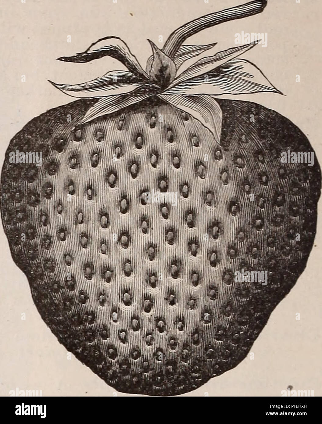 Stobbs hires stock photography and images Alamy