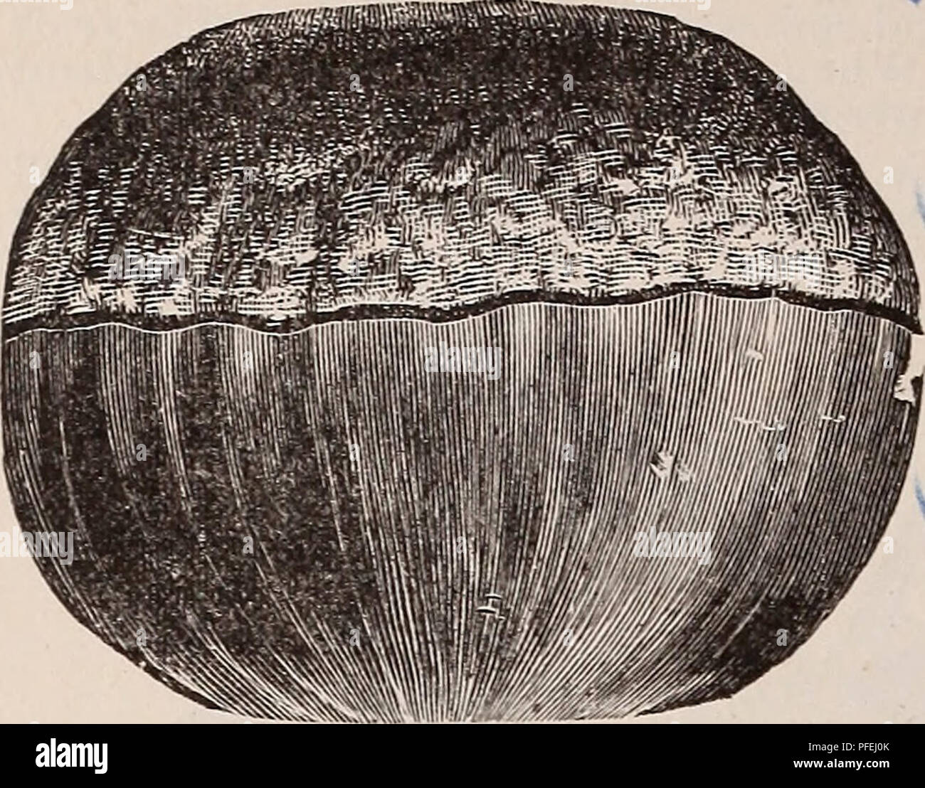 Black walnut tree planting hires stock photography and images Alamy