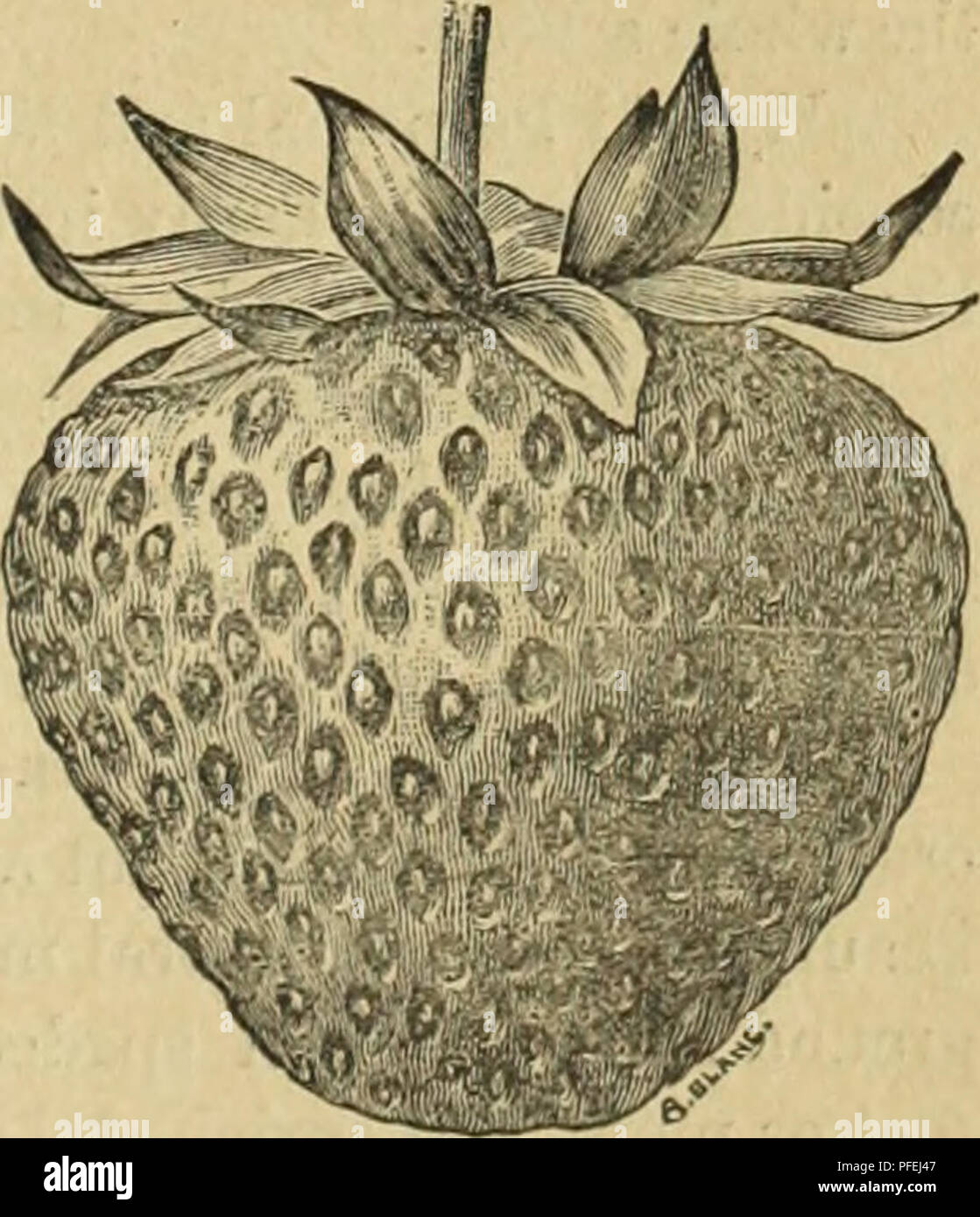 . Descriptive catalogue of fruit, shade, and ornamental trees, roses, shrubs, plants, etc.. Nursery stock California Catalogs; Fruit trees Catalogs; Ornamental trees Catalogs; Fruit Catalogs; Evergreens Catalogs; Roses Catalogs. SHARPLESS. Sharpless. (H.) Fruit very large ; flesh firm, sweet, with a delicate aroma. One of the finest. Crescent Seedling. One of the most productive straw- berries, medium size ; bright scarlet color, good flavor. Big Bob. The boss of all strawberries ; brilliant scarlet, juicy, rich and delicious. Jumbo. Very large ; bright crimson red ; a very promising variety.  Stock Photo