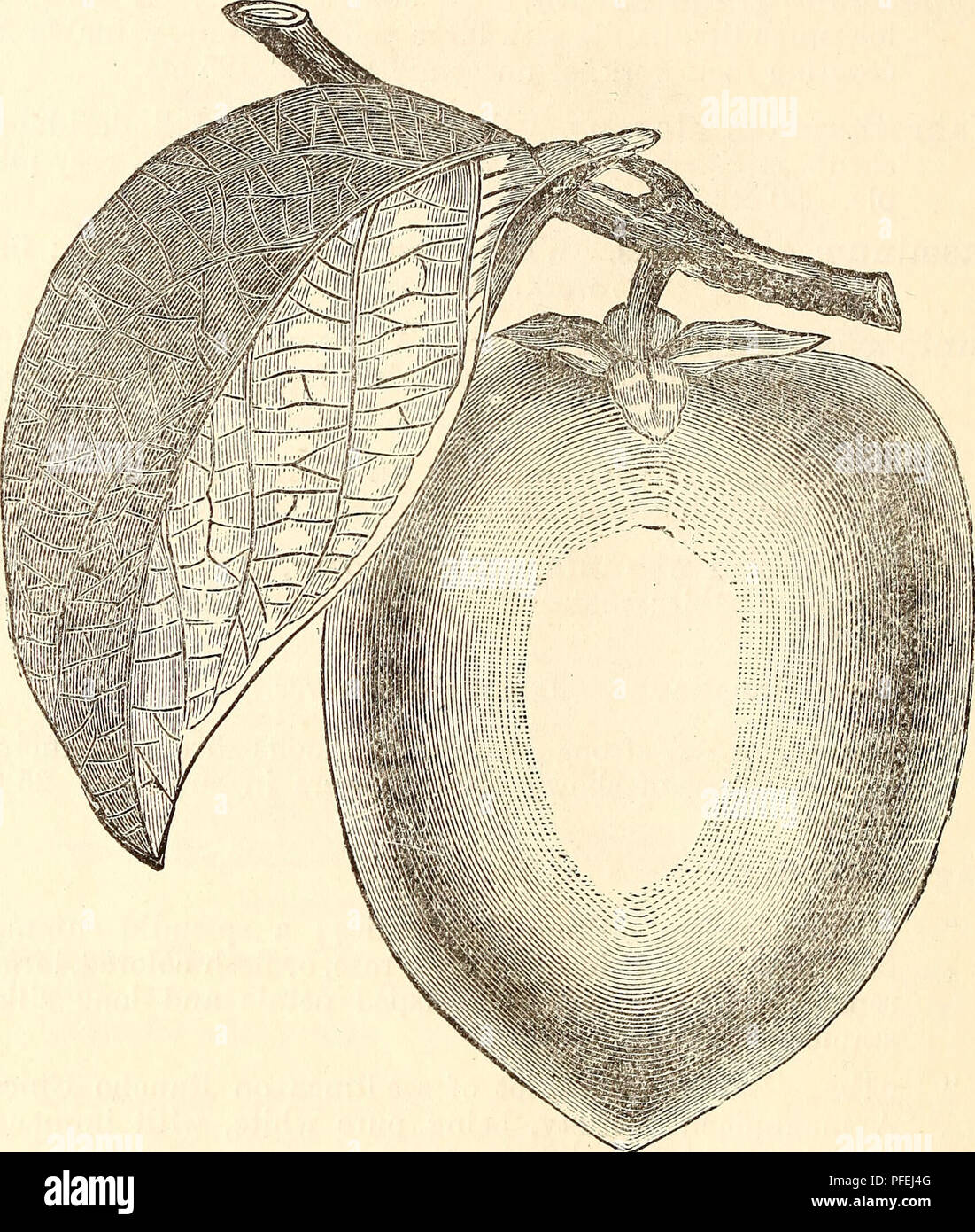 . Descriptive catalogue of fruit, shade and ornamental trees, roses, shrubs, plants &amp;c.,. Fruit trees Seedlings Catalogs; Fruit Catalogs; Roses Catalogs; Trees Catalogs; Plants, Ornamental Catalogs. 84 TREES, SHRUBS, ETC.. HAYCHEYA PERSIMMON. The introduction into this State of the Japanese Persimmon, has proven a very great acquisition. The fruit is very beautiful, and its quality excellent. The tree bears prodigious crops and its cultivation cannot be too strongly urged. Haycheya Persimmon, Japan. Large oblong, one of the best. Diospyrus Virginica, (Persimmon tree.) An Eastern tree, with Stock Photo