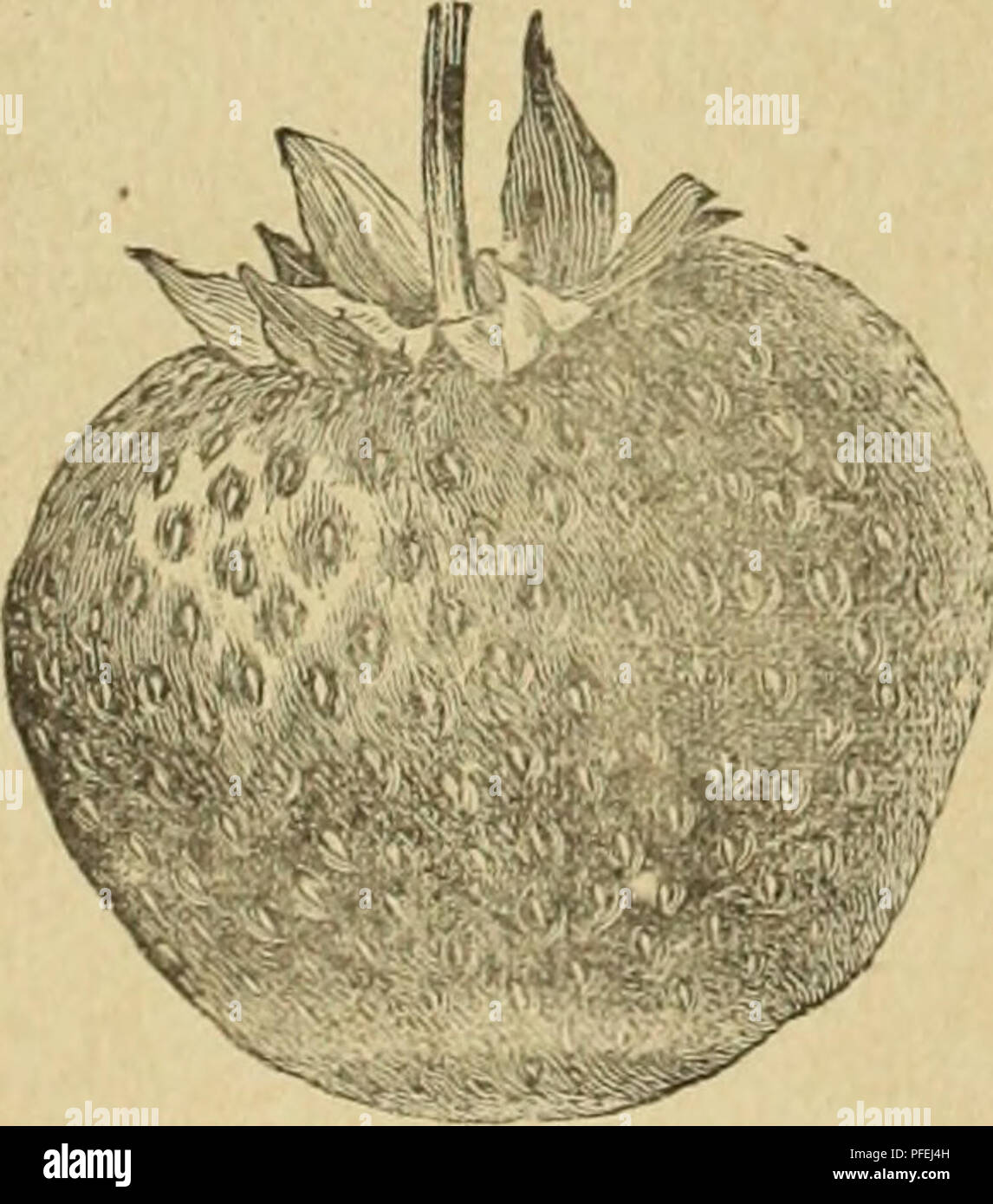 Fruit_trees_catalogs High Resolution Stock Photography and Images Alamy