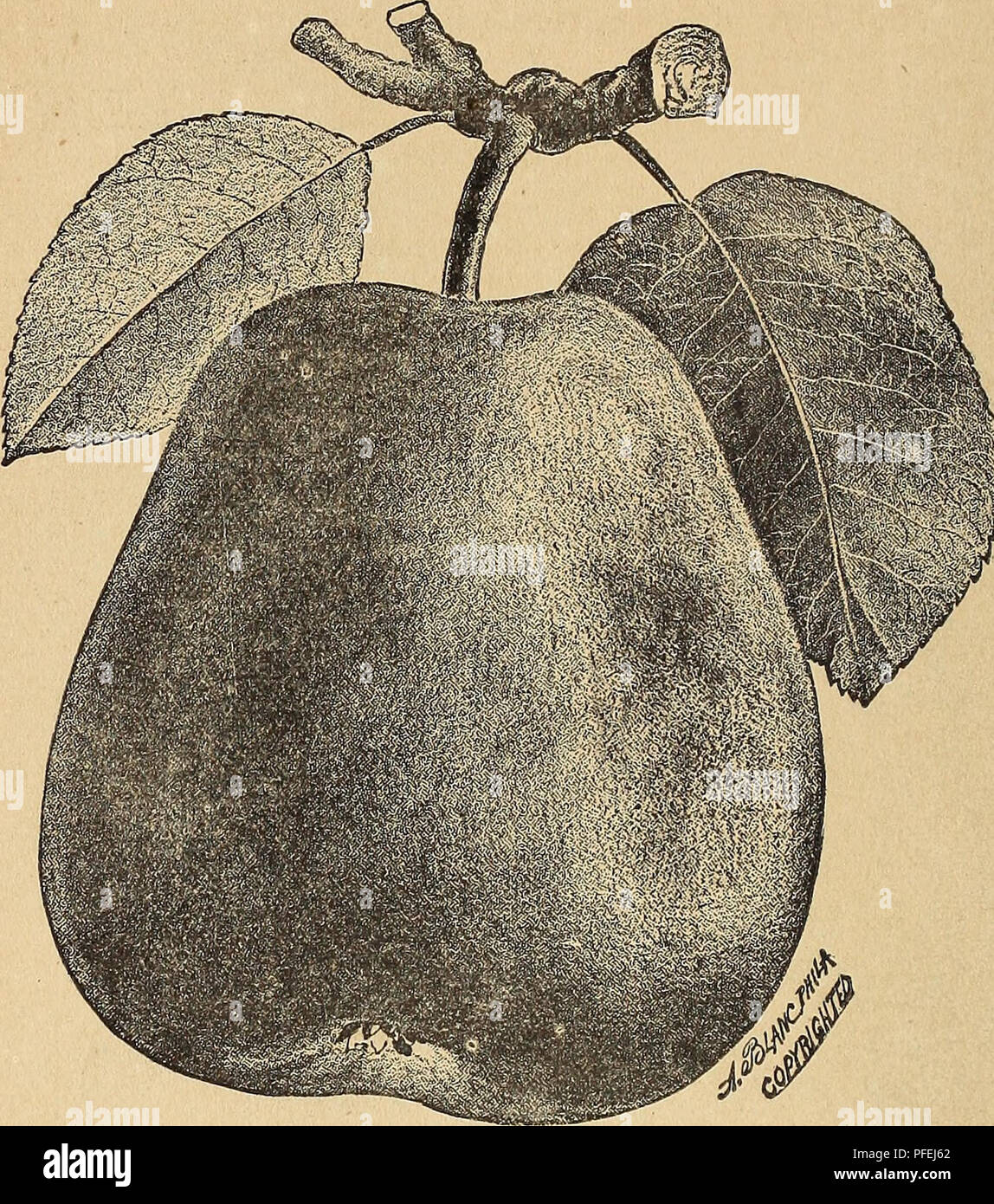 . Descriptive catalogue of fruit, shade, and ornamental trees, roses, shrubs, plants, etc.. Nursery stock California Catalogs; Fruit trees Catalogs; Ornamental trees Catalogs; Fruit Catalogs; Evergreens Catalogs; Roses Catalogs. 30 SUMMER PEAKS,. LAWSON. Lawson. (New.) Ripening with the Doyenne d' E'te, but equal in size to the Beurre Gififard. Tree a vigorous and upright grower, and free of bhght. Fruit large, very productive, firm, and a good shipper. A very promising early pear. July. Madaline. (Citron des Carmes.) Medium size, yellowish green, juicy, melting, sweet, perfumed flavor ; one o Stock Photo