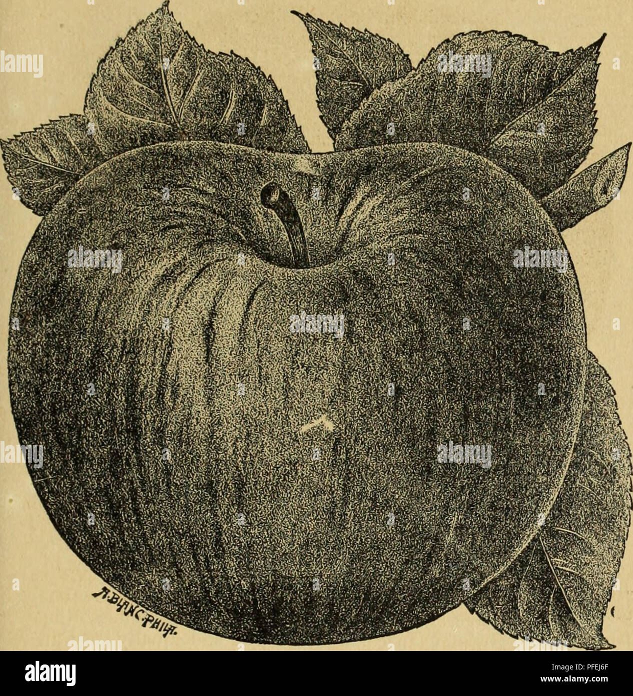 Descriptive catalogue of fruit, shade, and ornamental trees, roses 