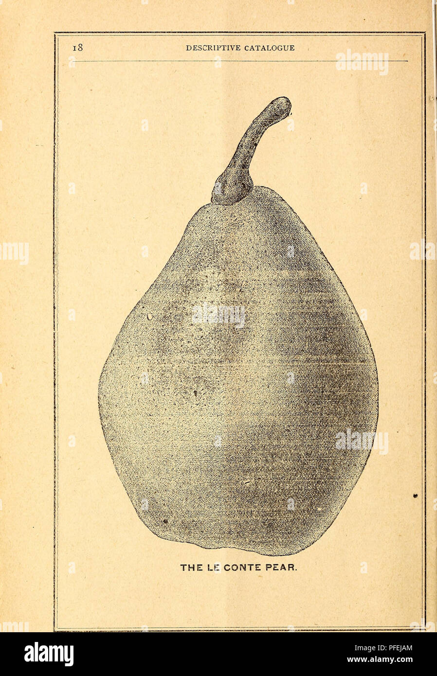 . Descriptive catalogue of Langdon Nurseries. Nurseries (Horticulture), Alabama, Mobile, Catalogs; Fruit trees, Seedlings, Catalogs; Fruit, Seedlings, Catalogs; Plants, Ornamental, Catalogs. . Please note that these images are extracted from scanned page images that may have been digitally enhanced for readability - coloration and appearance of these illustrations may not perfectly resemble the original work.. Langdon Nurseries; Rulifson, J. F; C. C. Langdon & Co. Mobile, A. L. : Langdon Nurseries Stock Photo