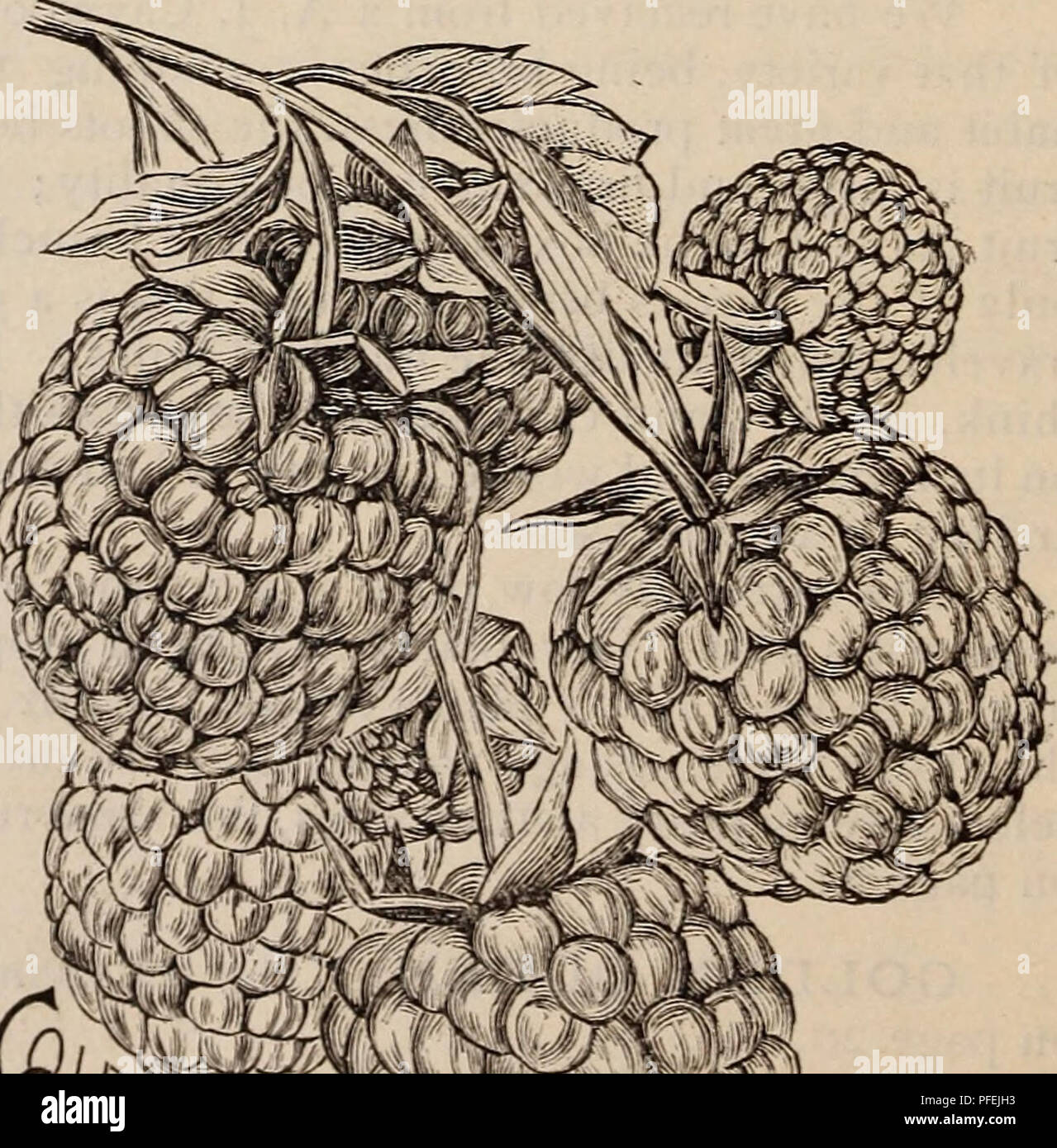 . Descriptive catalogue of grape vines and small fruits. Fruit trees Catalogs; Berries Catalogs; Nursery stock Catalogs; Grapes Catalogs; Commercial catalogs New Jersey Merchantville. 'Hansell&quot; Raspberries. It invariably ripens fully'te?z days in advance of the Brandywine growing beside it with the same treatment; ripens its entire crop in a short space of time (about three weeks), and is done and gone vhen the Cuthbert is at its height. Of course such a berry would command high prices in the market, but this is not conjecture, as it has for the past three years—in fact ever since shippe Stock Photo