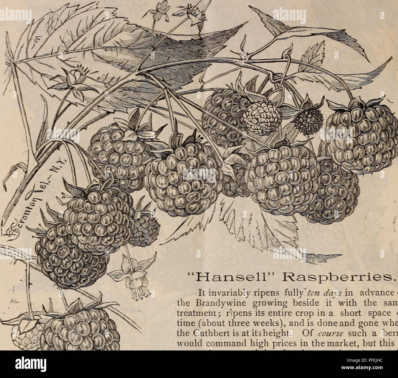 . Descriptive catalogue of grape vines and small fruits. Fruit trees Catalogs; Berries Catalogs; Nursery stock Catalogs; Grapes Catalogs; Commercial catalogs New Jersey Merchantville. 20 Descriptive Catalogue and Price List—Spring, r885.. 'Hansell" Raspberries. It invariably ripens fully'te?z days in advance of the Brandywine growing beside it with the same treatment; ripens its entire crop in a short space of time (about three weeks), and is done and gone vhen the Cuthbert is at its height. Of course such a berry would command high prices in the market, but this is not conjecture, as it Stock Photo