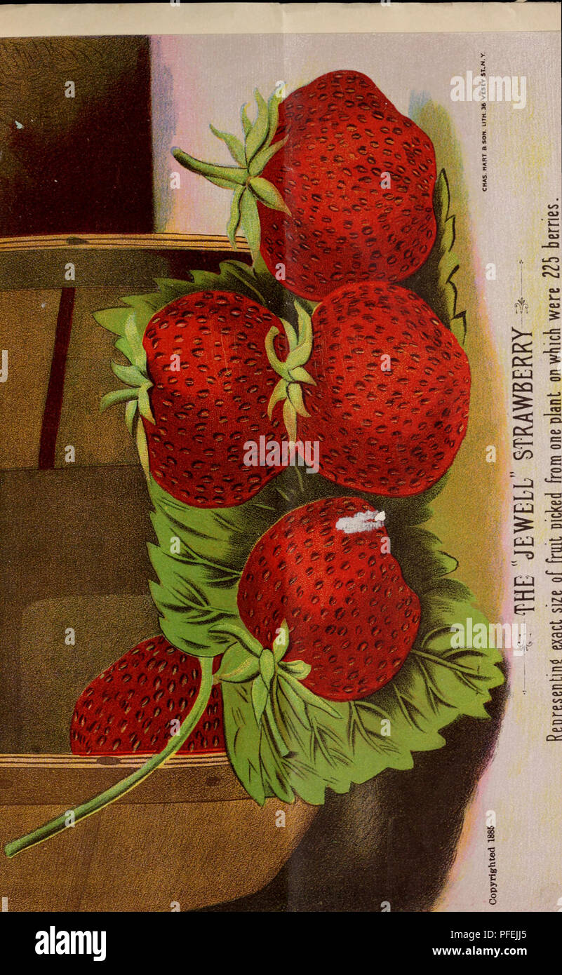 . Descriptive catalogue of grape vines and small fruits. Fruit trees Catalogs; Berries Catalogs; Nursery stock Catalogs; Grapes Catalogs; Commercial catalogs New Jersey Merchantville. . Please note that these images are extracted from scanned page images that may have been digitally enhanced for readability - coloration and appearance of these illustrations may not perfectly resemble the original work.. Joel Horner &amp; Son; Henry G. Gilbert Nursery and Seed Trade Catalog Collection. Merchantville, N. J. : Joel Horner &amp; Son Stock Photo