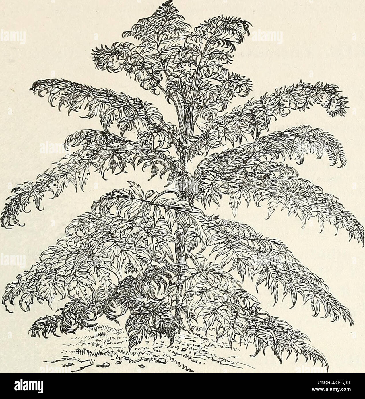 . Descriptive catalogue of ornamental trees, shrubs, hardy perennial plants, etc. : twenty-fifth edition. Ornamental trees Catalogs; Shrubs Catalogs; Roses Catalogs; Flowers Catalogs. OENAMENTAL TREES, SHRUBS, ETC.. KHUS GLABRA VAR. LACINIATA—CUT-LEAVED SUMACH. P. virg'ata flore rosea pleno. Flowers double, rose colored; not so full as those of P. tnloba, but they appear three or four days earlier. 50 cents. PTELEA. Hop Tree, or Shrubby Trefoil. Lederblume, Ger. Ptelea, Fr. P. trifoliata. A large shrub or small tree, of rapid growth and robust habit. Fruit winged, and in clusters; flowers in J Stock Photo