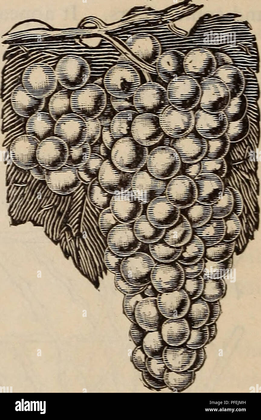 . Descriptive catalogue of grape vines and small fruits. Fruit trees Catalogs; Berries Catalogs; Nursery stock Catalogs; Grapes Catalogs; Commercial catalogs New Jersey Merchantville. . Please note that these images are extracted from scanned page images that may have been digitally enhanced for readability - coloration and appearance of these illustrations may not perfectly resemble the original work.. Joel Horner & Son; Henry G. Gilbert Nursery and Seed Trade Catalog Collection. Merchantville, N. J. : Joel Horner & Son Stock Photo